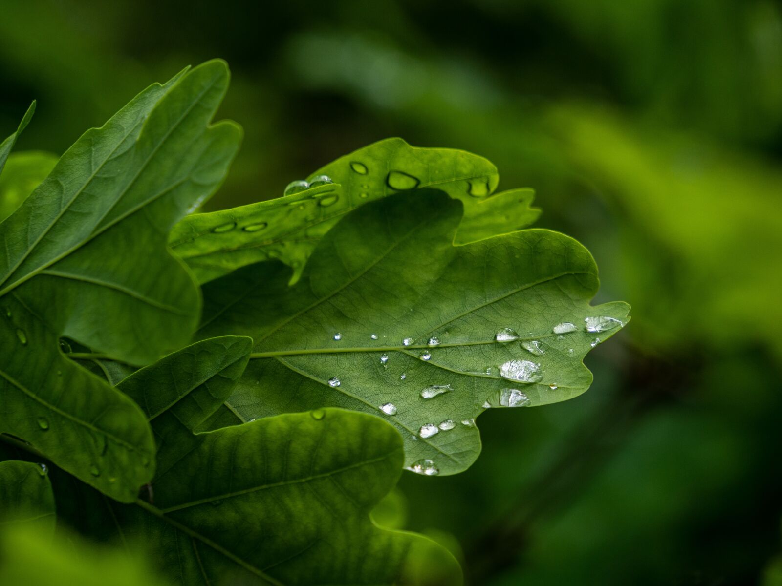 Olympus OM-D E-M10 III sample photo. Sheet, tree, drops photography