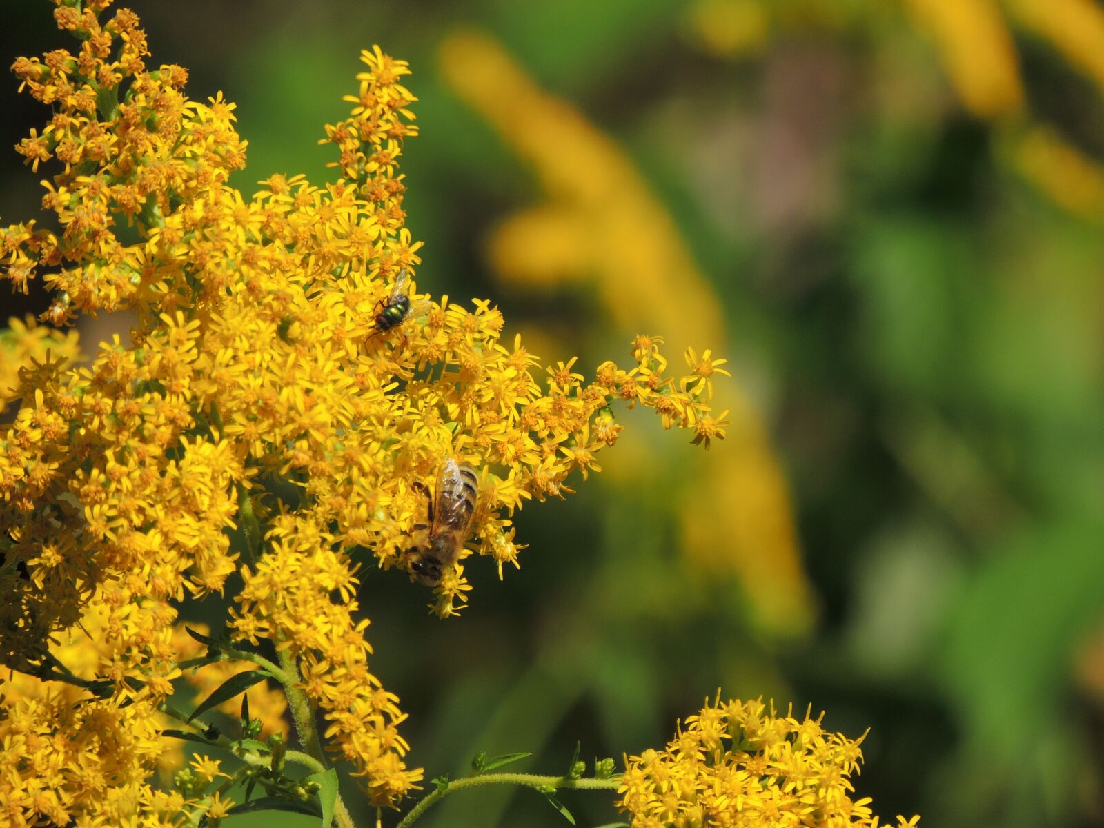 Nikon Coolpix P510 sample photo. Summer, plant, pollination photography