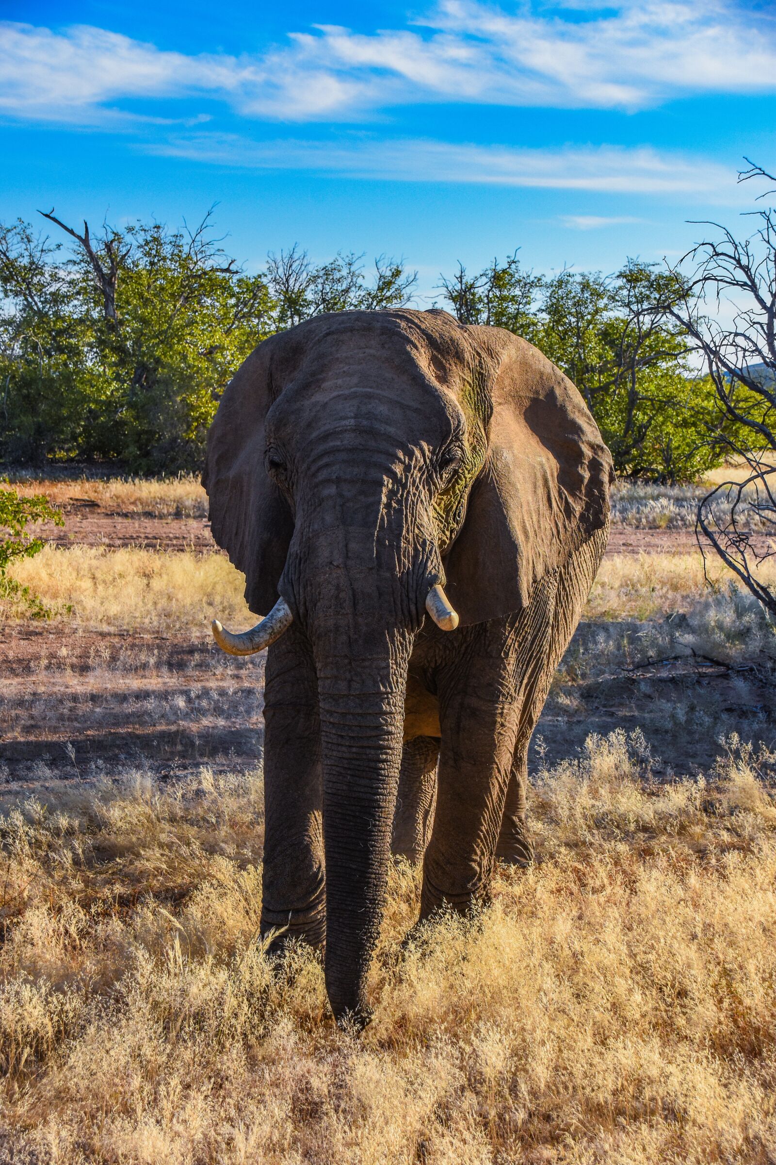Nikon D7200 sample photo. Elephant, namibia, africa photography