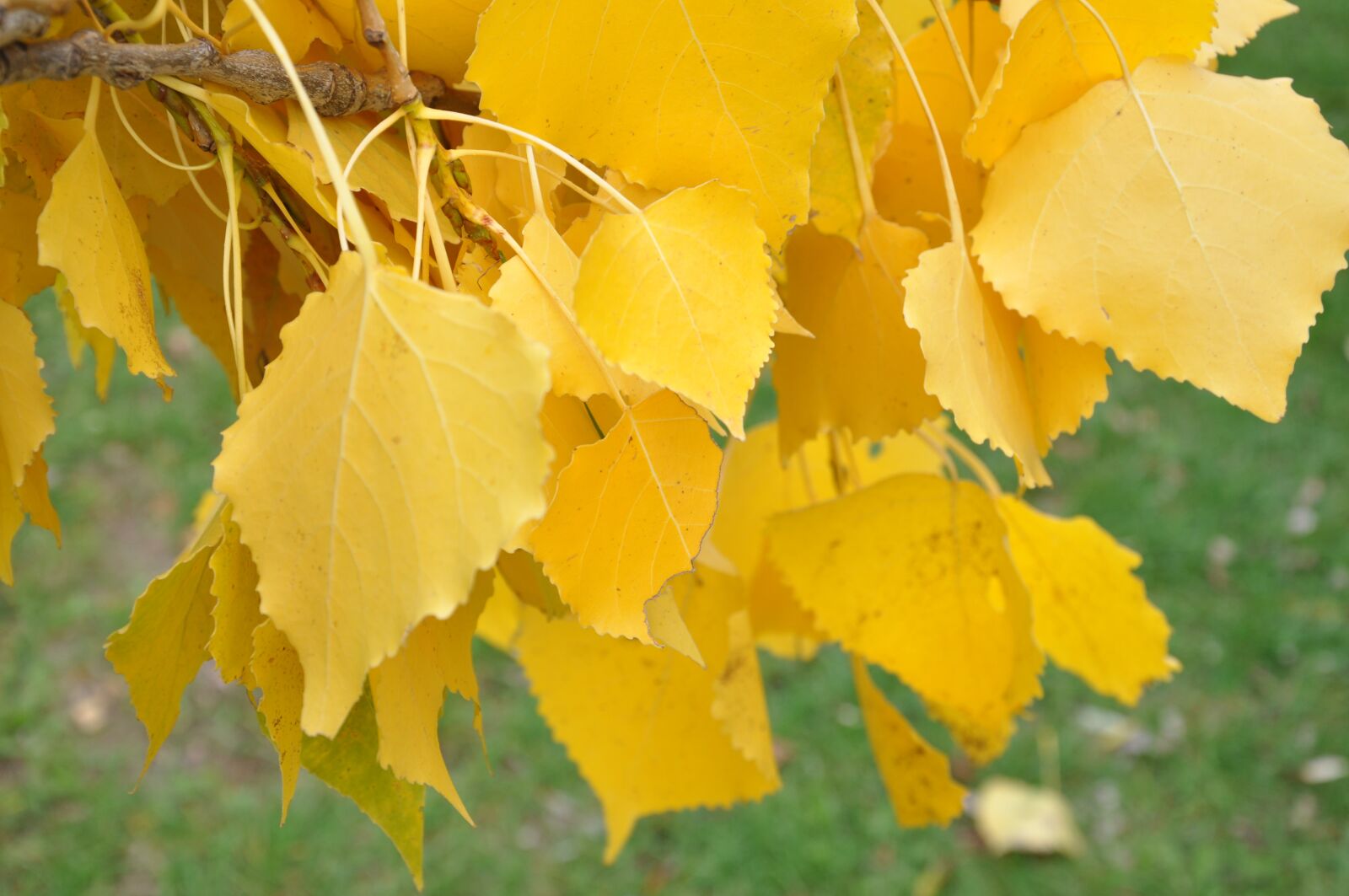 Nikon D90 sample photo. Birch, yellow, tree photography