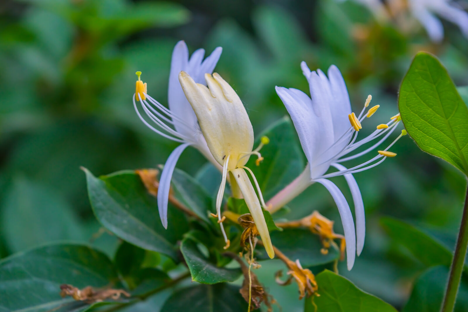 Nikon D3300 sample photo. Beautiful, flowers, close, close photography