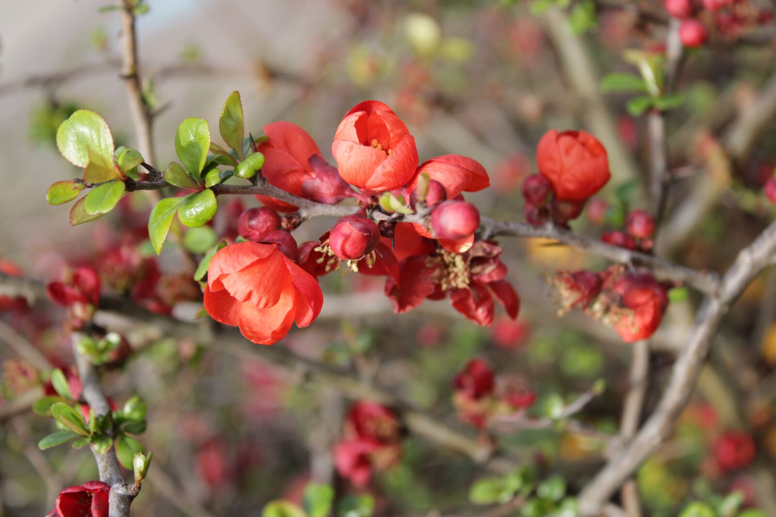 Canon EOS 2000D (EOS Rebel T7 / EOS Kiss X90 / EOS 1500D) sample photo. Tree, flowers, fruit photography