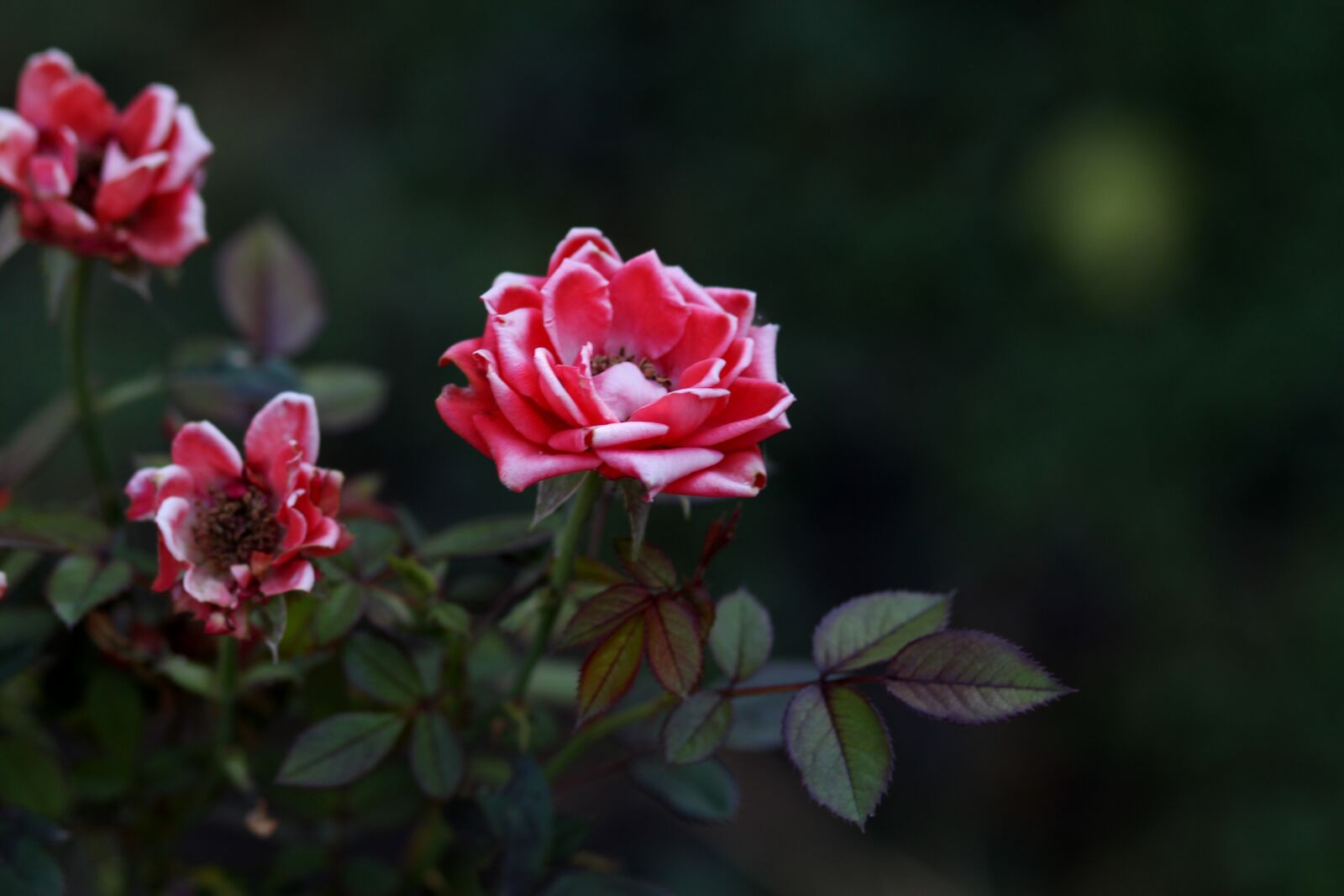 Canon EOS 700D (EOS Rebel T5i / EOS Kiss X7i) + Canon EF 85mm F1.8 USM sample photo. Roses, red, dry photography
