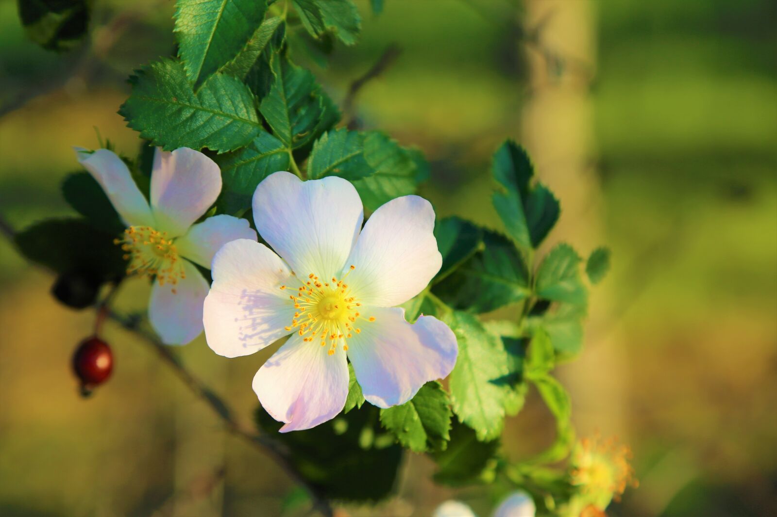 Canon EOS 5D Mark III sample photo. Flower, nature, rosehip photography