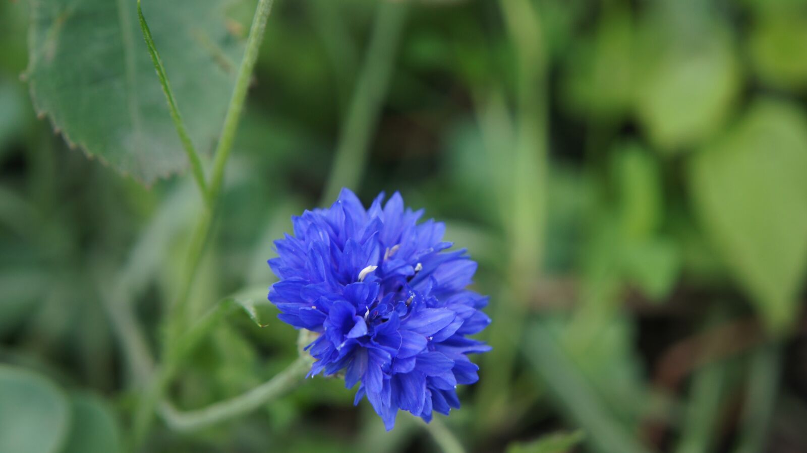 Sony SLT-A55 (SLT-A55V) sample photo. Bluet, blue, blue flower photography