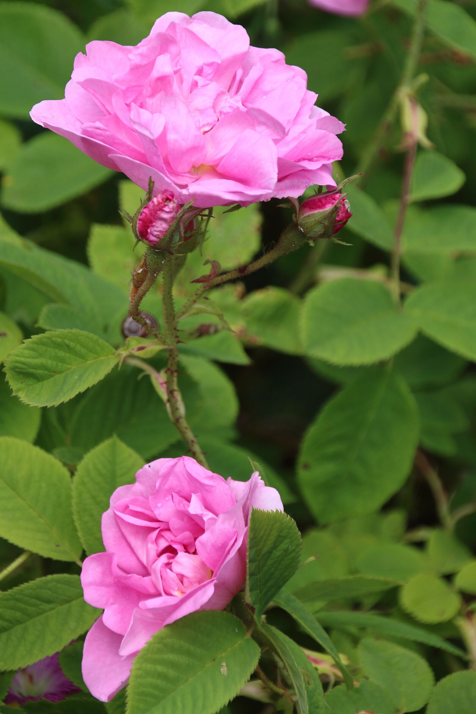 Canon EOS 650D (EOS Rebel T4i / EOS Kiss X6i) sample photo. Pink, rosebush, garden photography