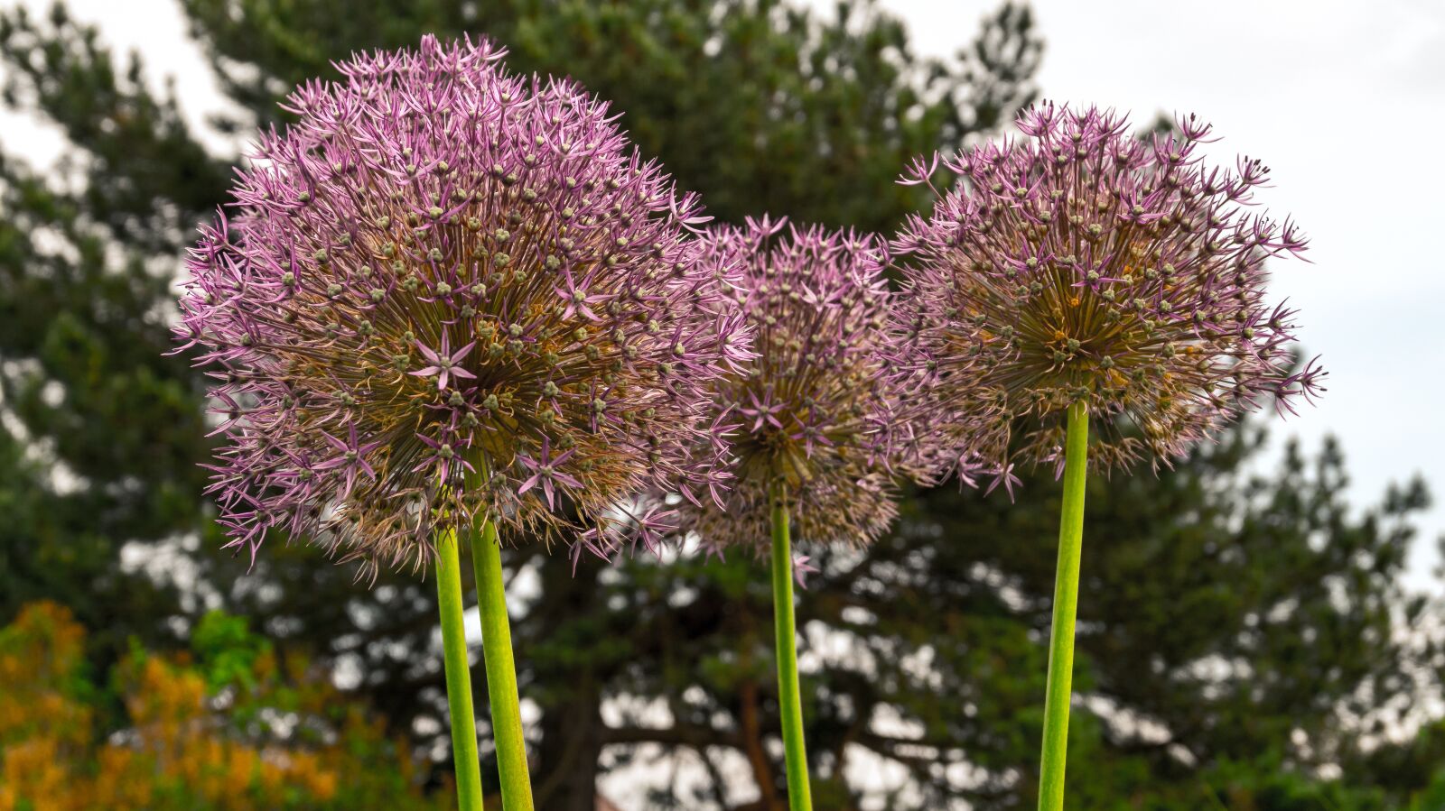 Sony Alpha a5000 (ILCE 5000) sample photo. Flowers, flower, plant photography