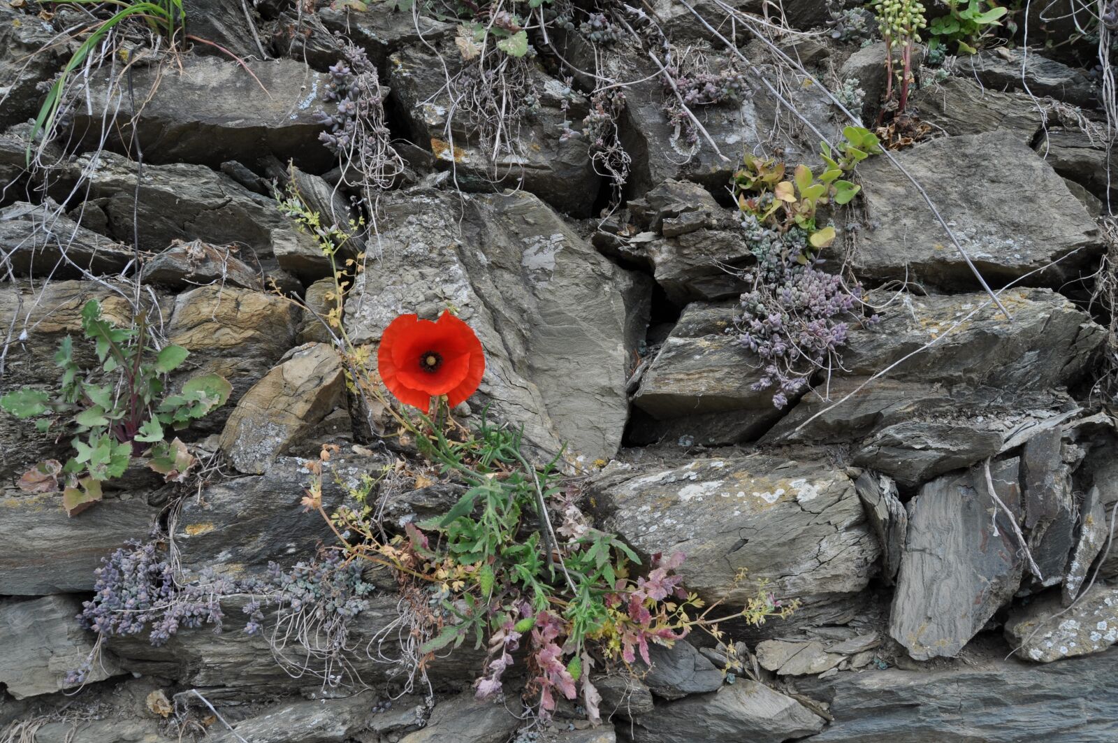 Nikon D90 sample photo. Poppy, stones, wall photography