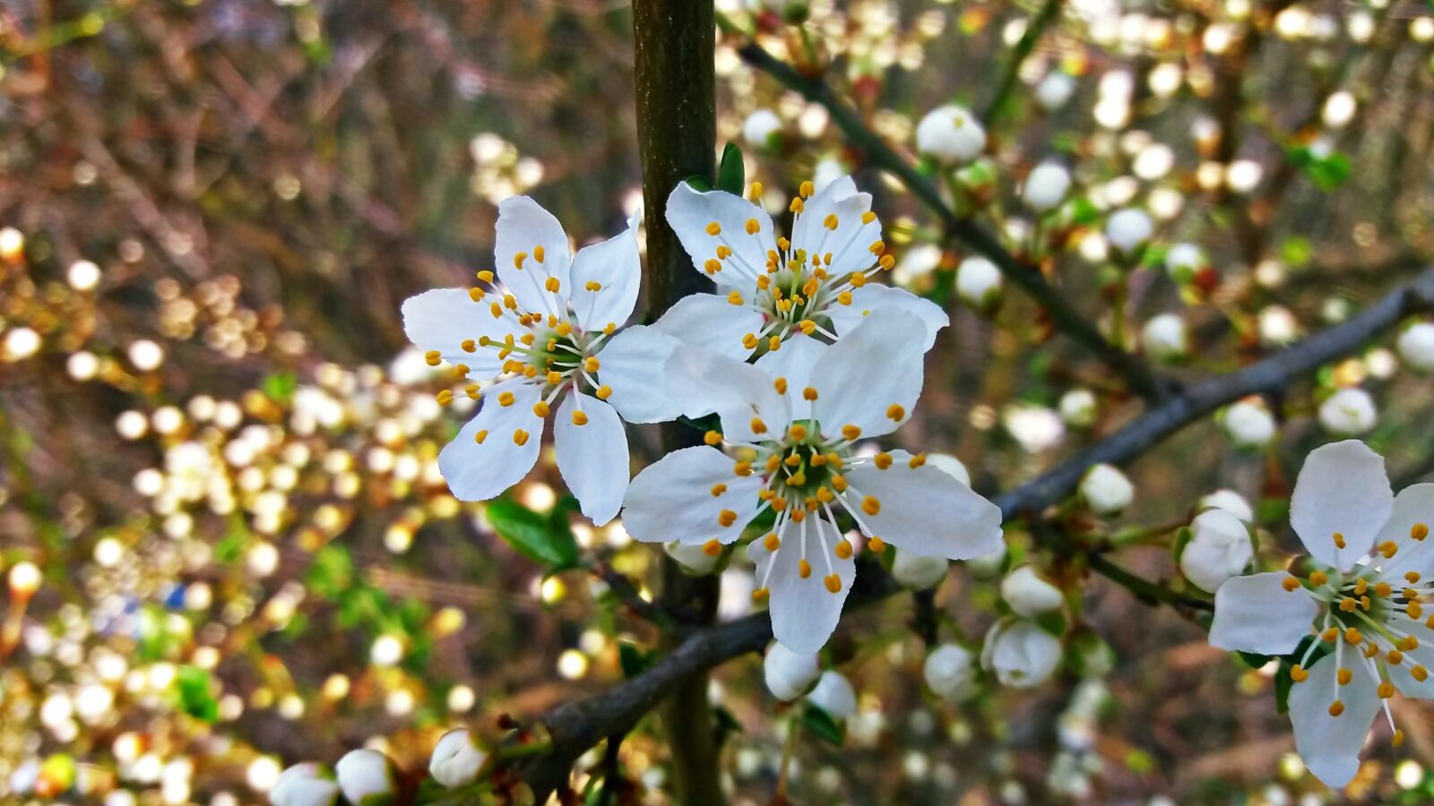Samsung Galaxy J5 sample photo. Spring, nature, green photography