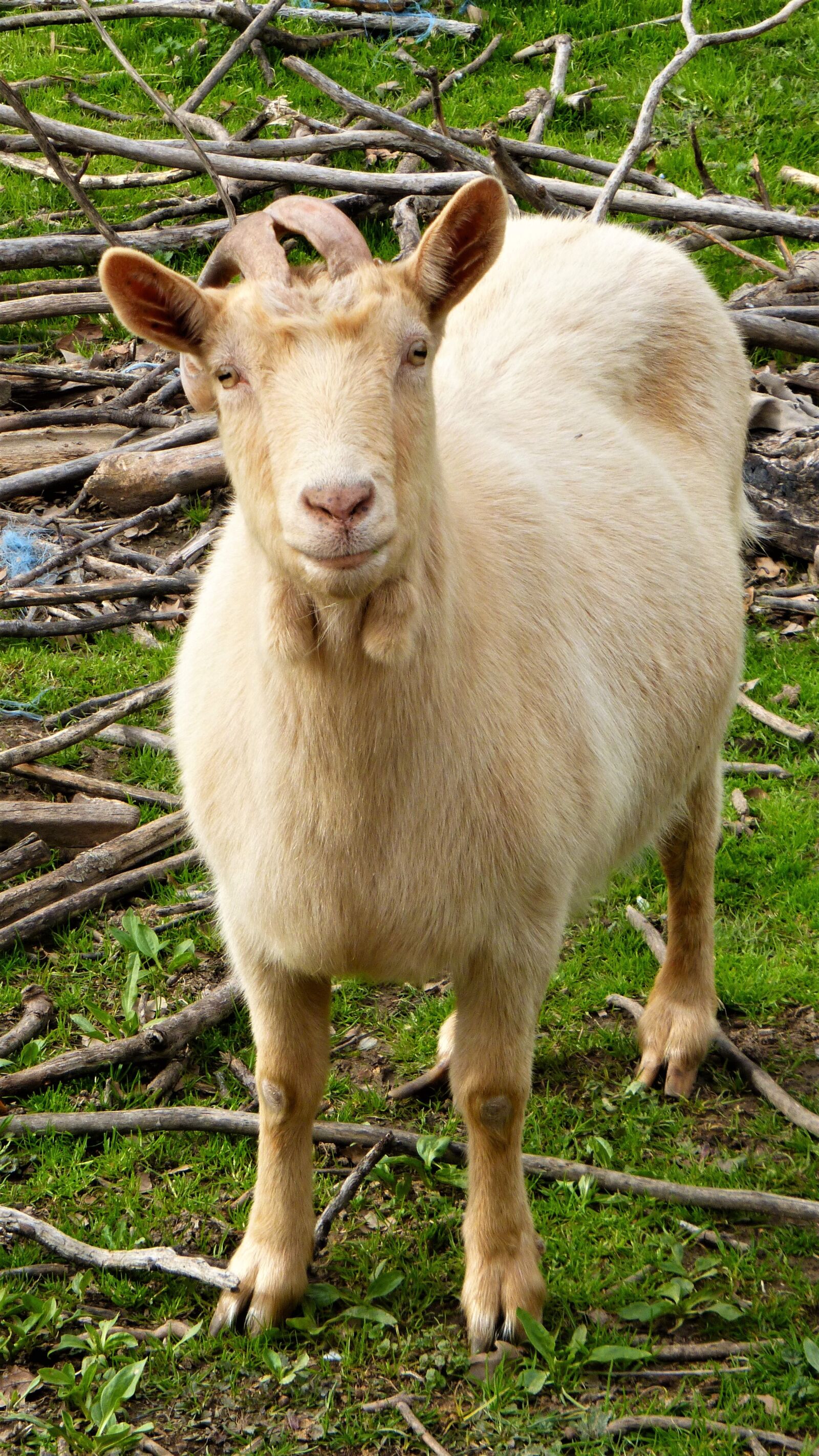 Panasonic Lumix DMC-ZS25 (Lumix DMC-TZ35) sample photo. Mammal, animal, nature photography