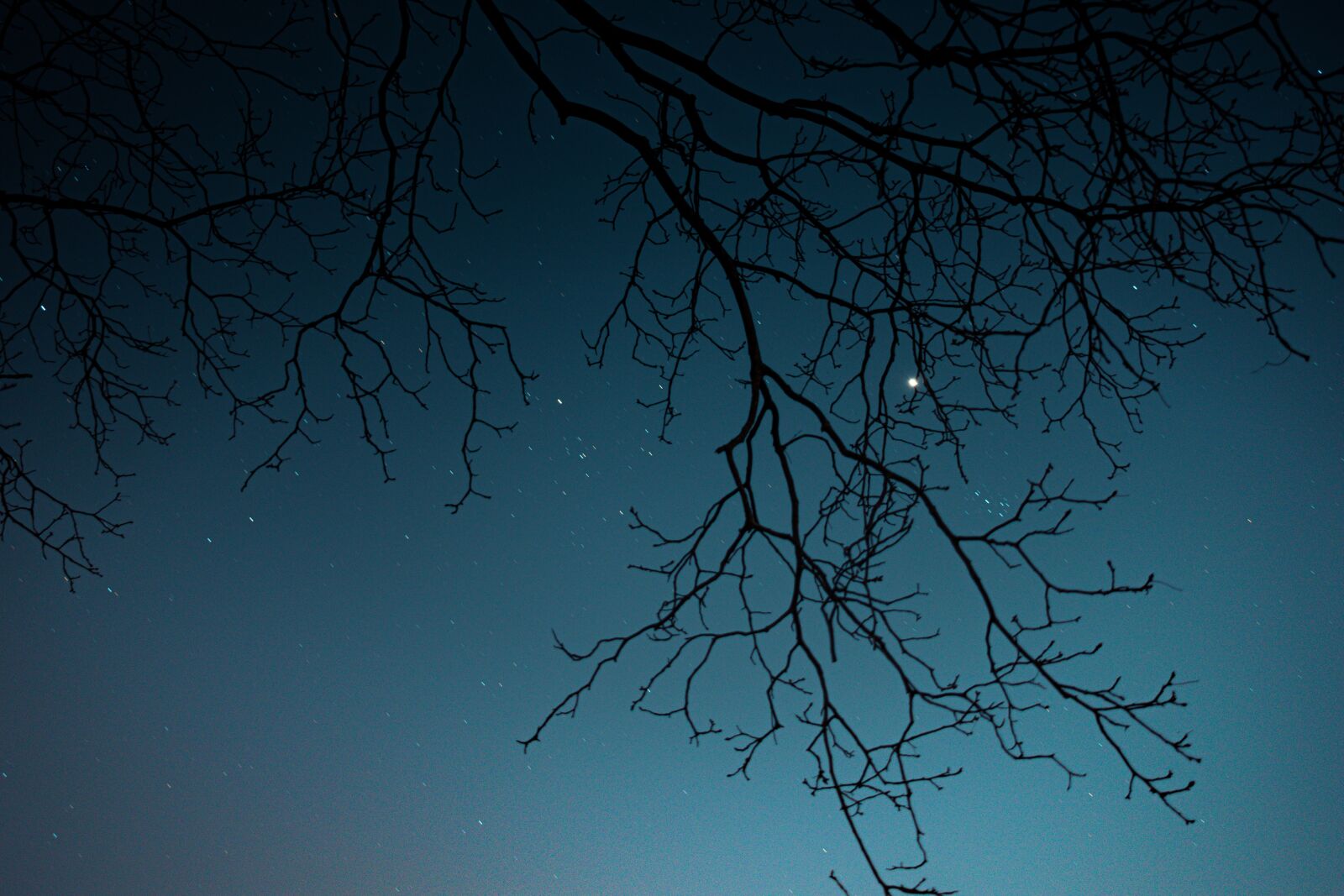 Nikon D5600 sample photo. Branch, tree, stars photography