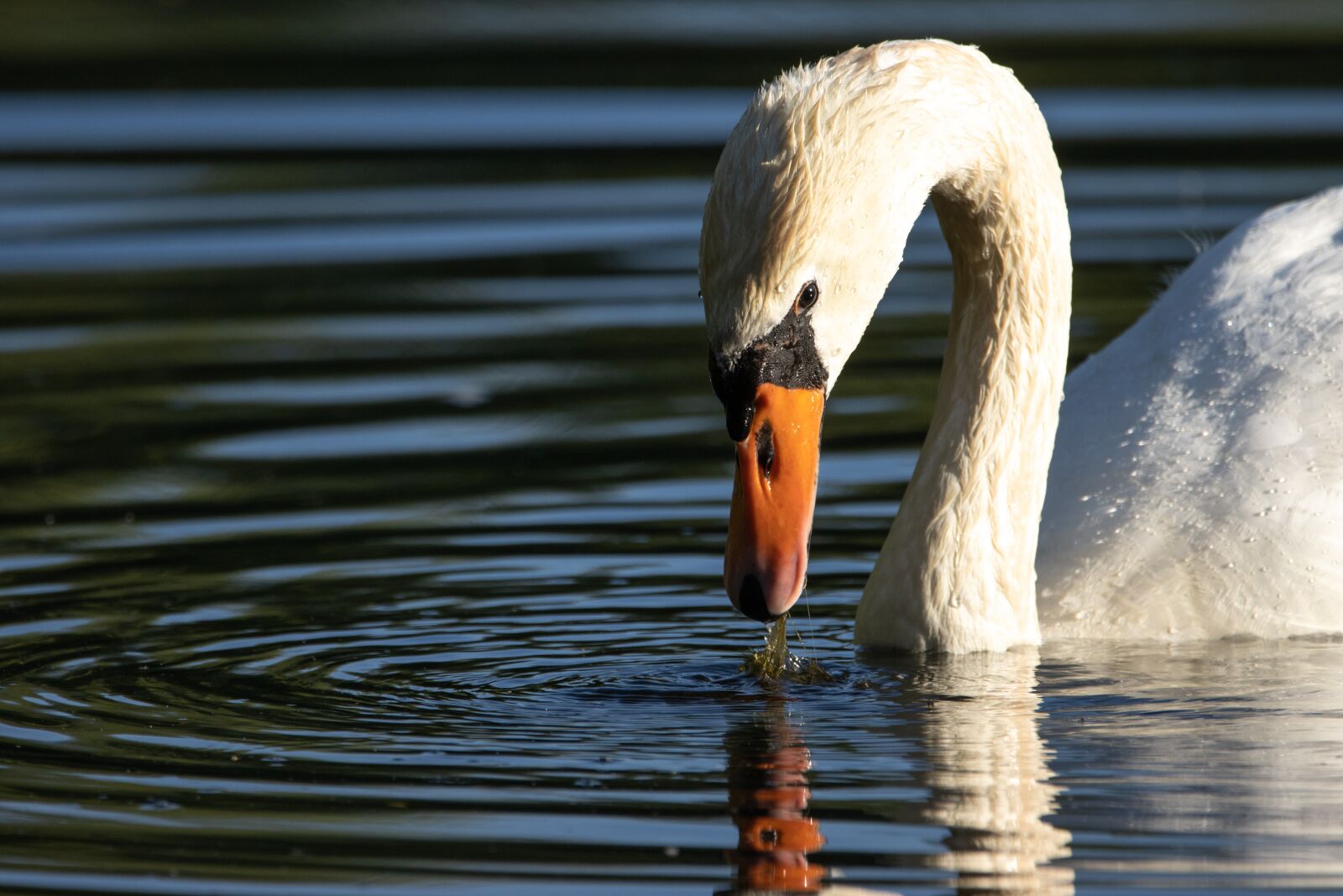 150-600mm F5-6.3 DG OS HSM | Contemporary 015 sample photo. Swan, head, water bird photography