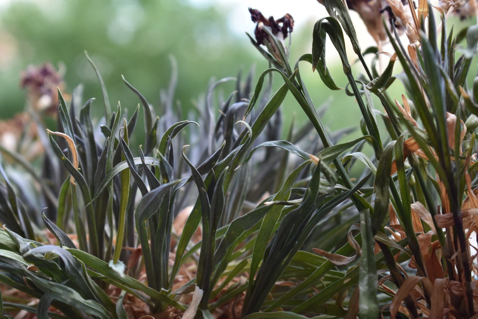 Nikon D3400 sample photo. Dry grass, drought, grass photography