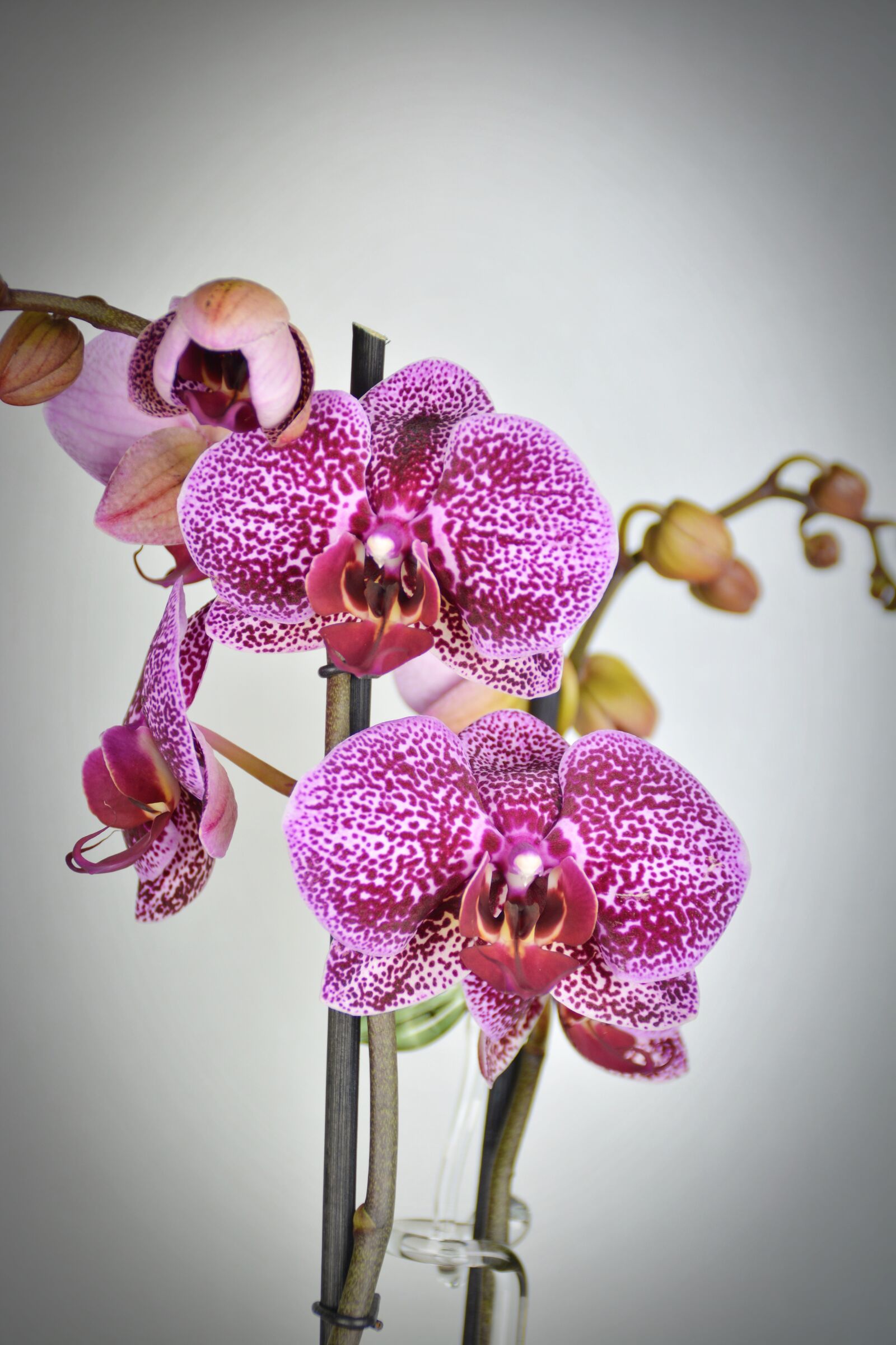Nikon D5200 sample photo. Orchid, flower, blossom photography