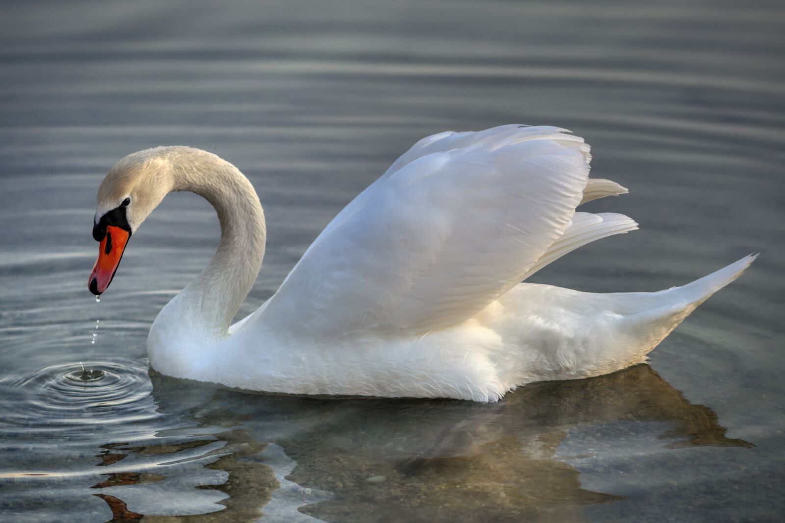Panasonic Lumix DMC-GX8 sample photo. Swan, bird, animal photography