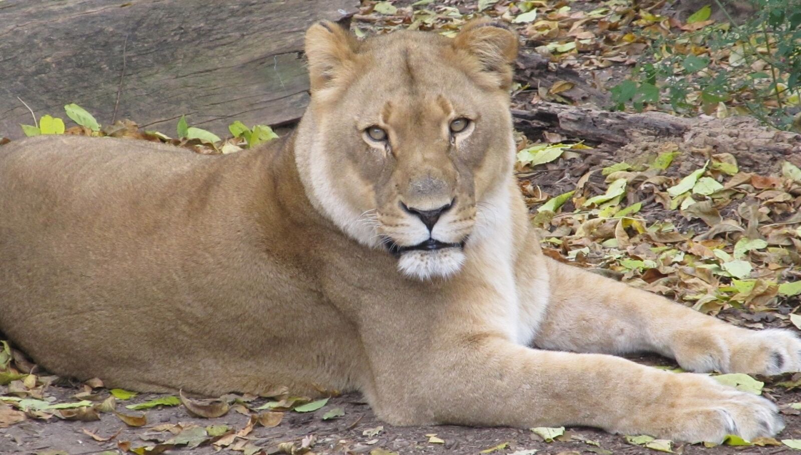 Canon PowerShot SX130 IS sample photo. Lioness, female lion, close photography