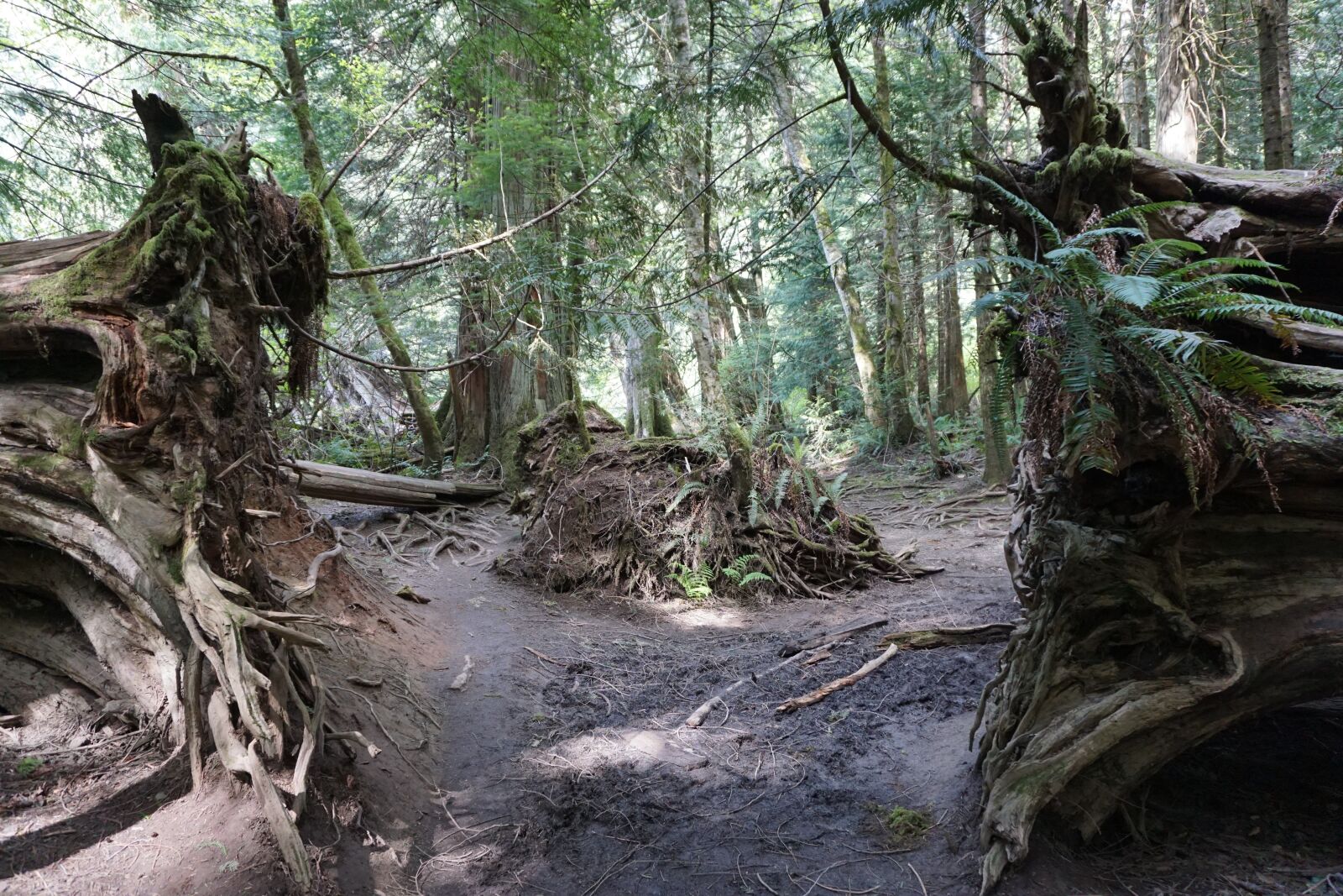 Sony a6000 sample photo. Path, cathedral grove, victoria photography