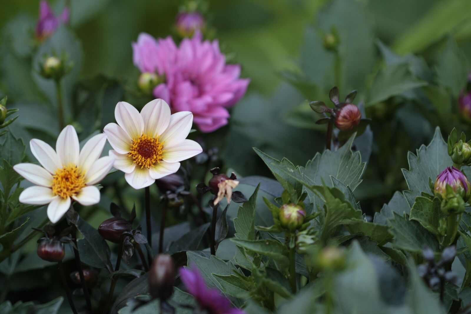 Canon EOS 1000D (EOS Digital Rebel XS / EOS Kiss F) sample photo. Dalia, flower, flowers photography