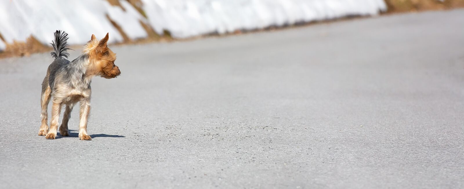Nikon D7100 sample photo. Dog, small, out photography