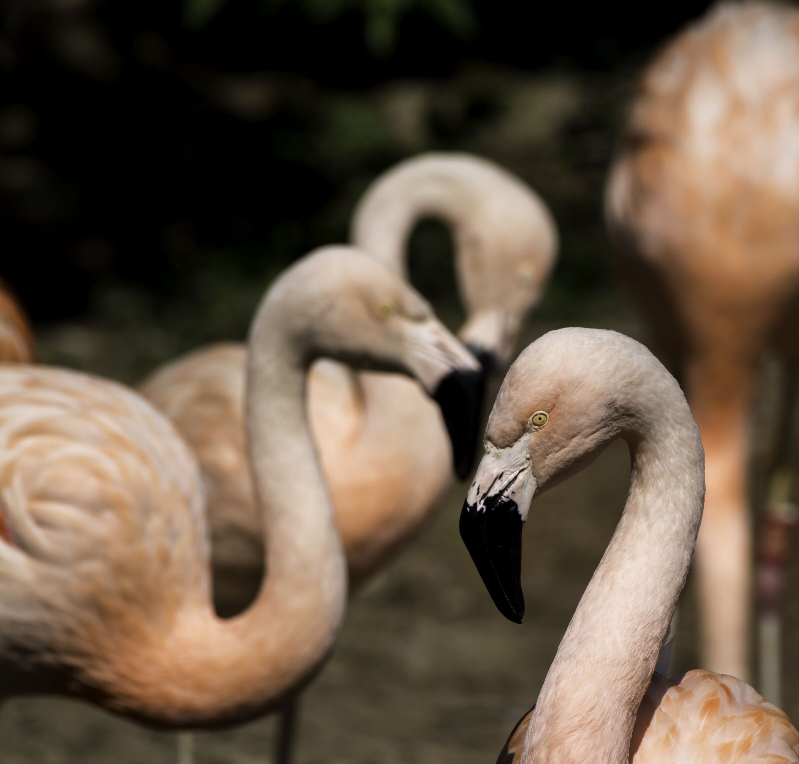 Nikon D5500 sample photo. Wildlife, nature, bird photography