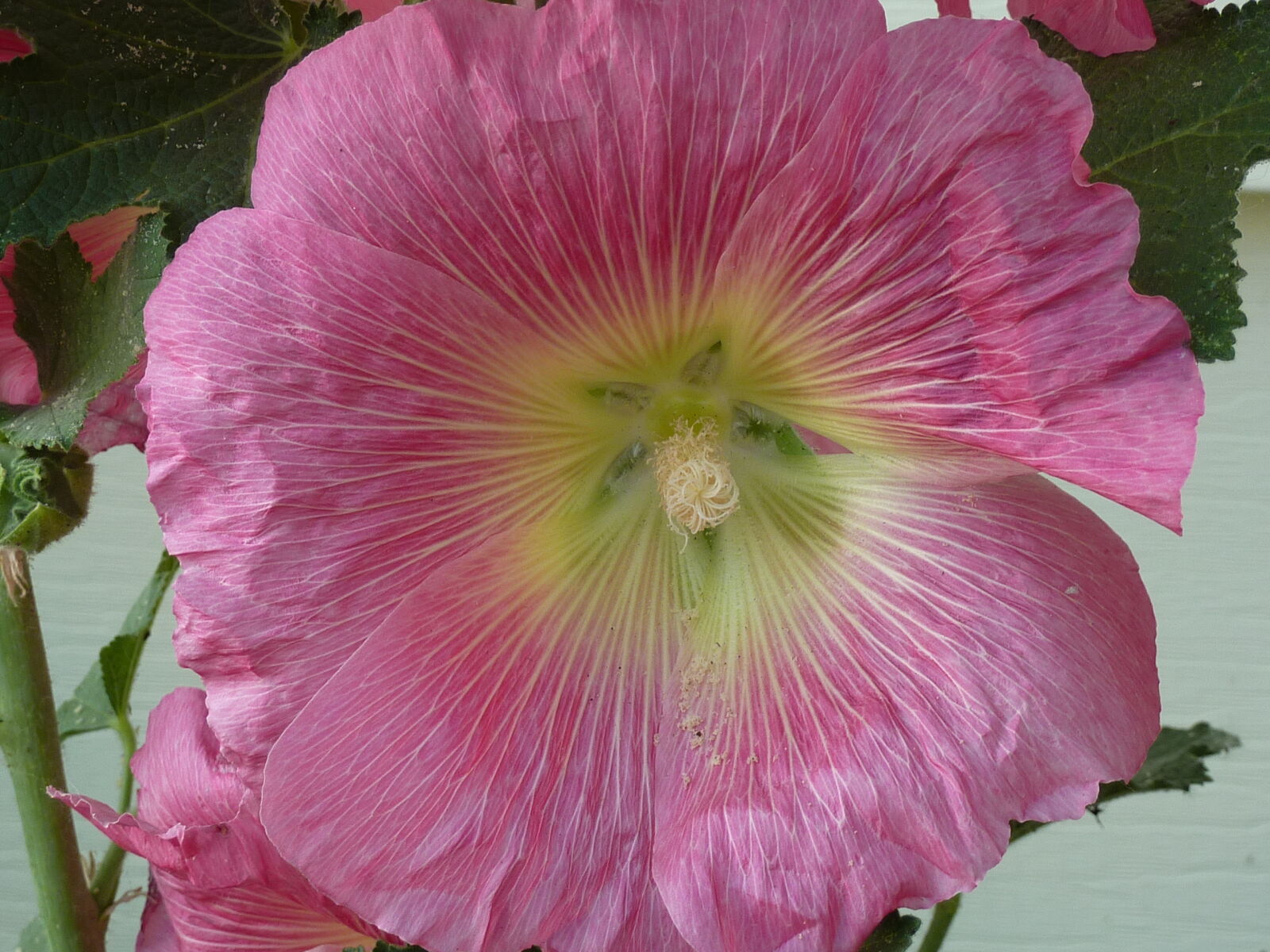 Panasonic DMC-ZS3 sample photo. Flower, hollyhock, pink, flower photography