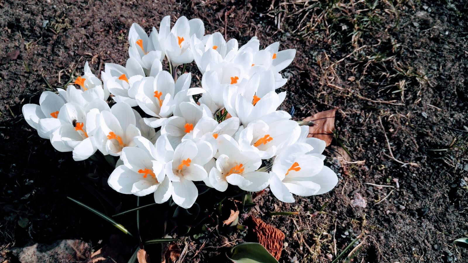 HUAWEI Honor 7 sample photo. Crocus, spring flowers, spring photography