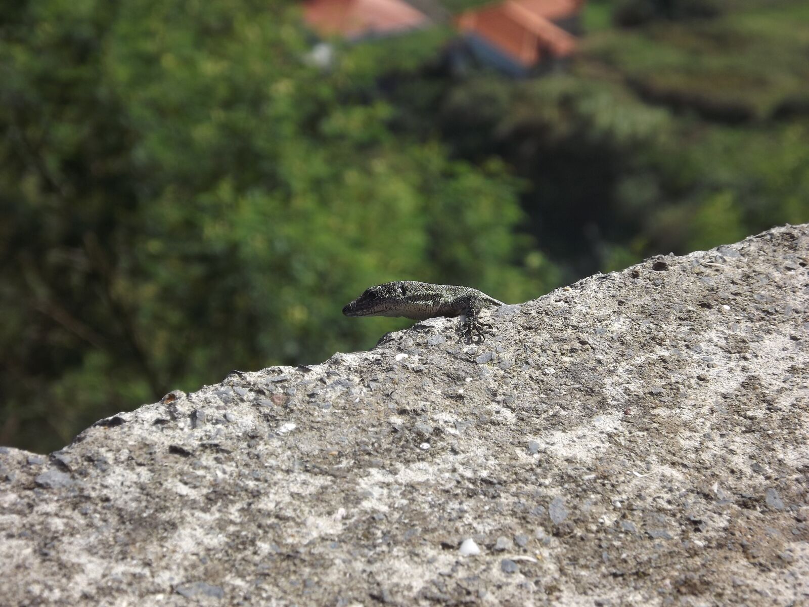 FujiFilm FinePix S4000 (FinePix S4050) sample photo. Stone, lizard, reptile photography