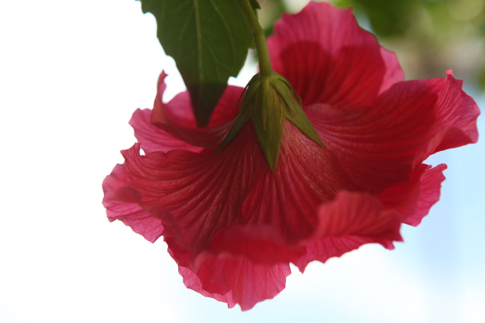 Canon EOS 5D Mark II sample photo. Hybiscus, flower, red photography