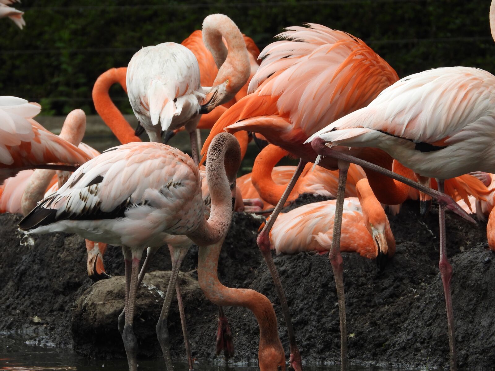 Nikon Coolpix P1000 sample photo. Flamingo, zoo, bird photography