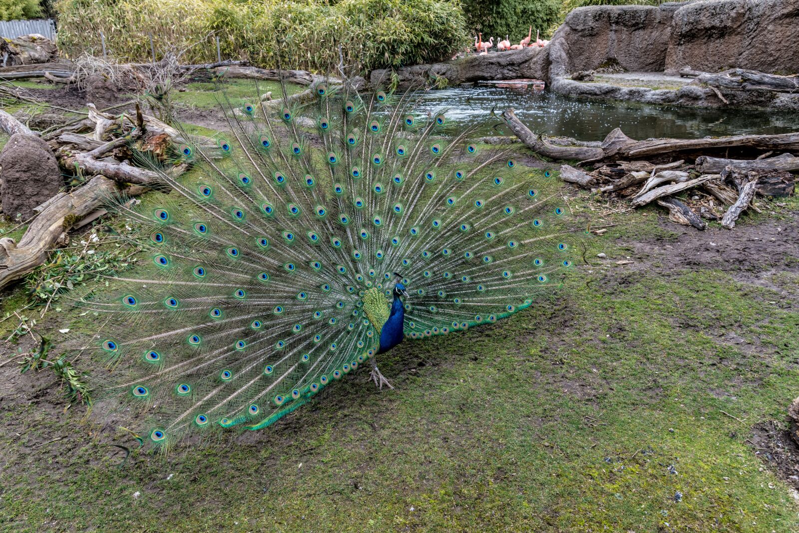 Nikon D850 sample photo. Peacock, zoo, animal photography