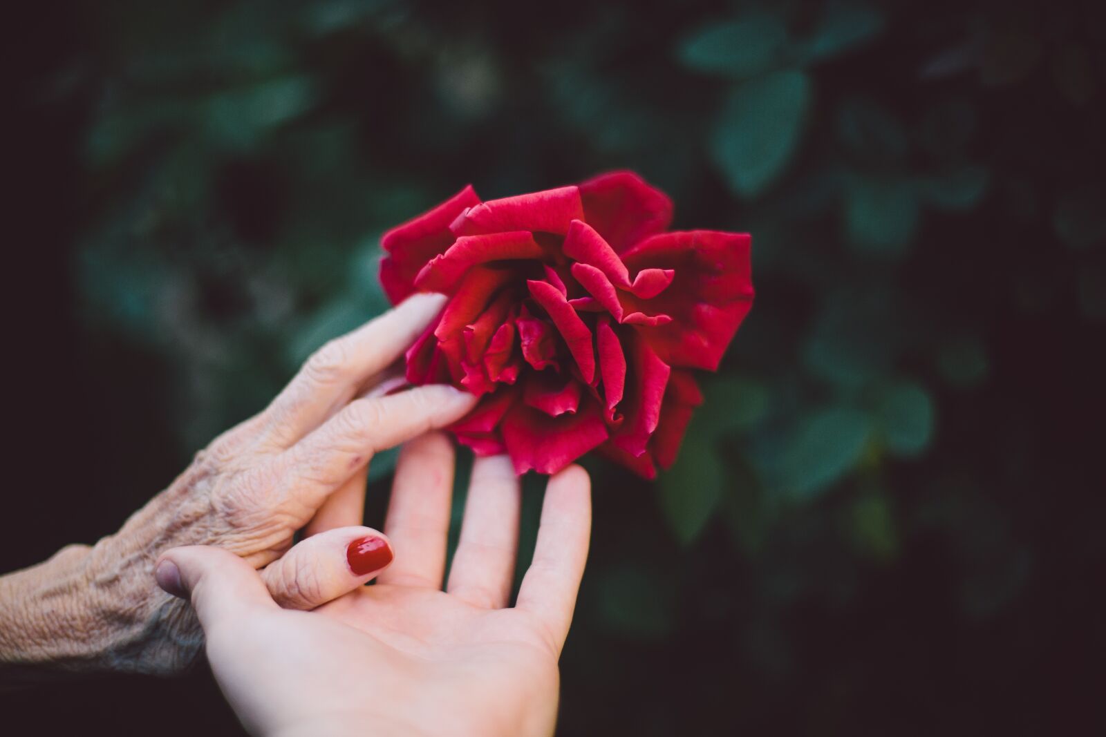 Canon EF 50mm F1.4 USM sample photo. Bloom, blossom, elderly photography