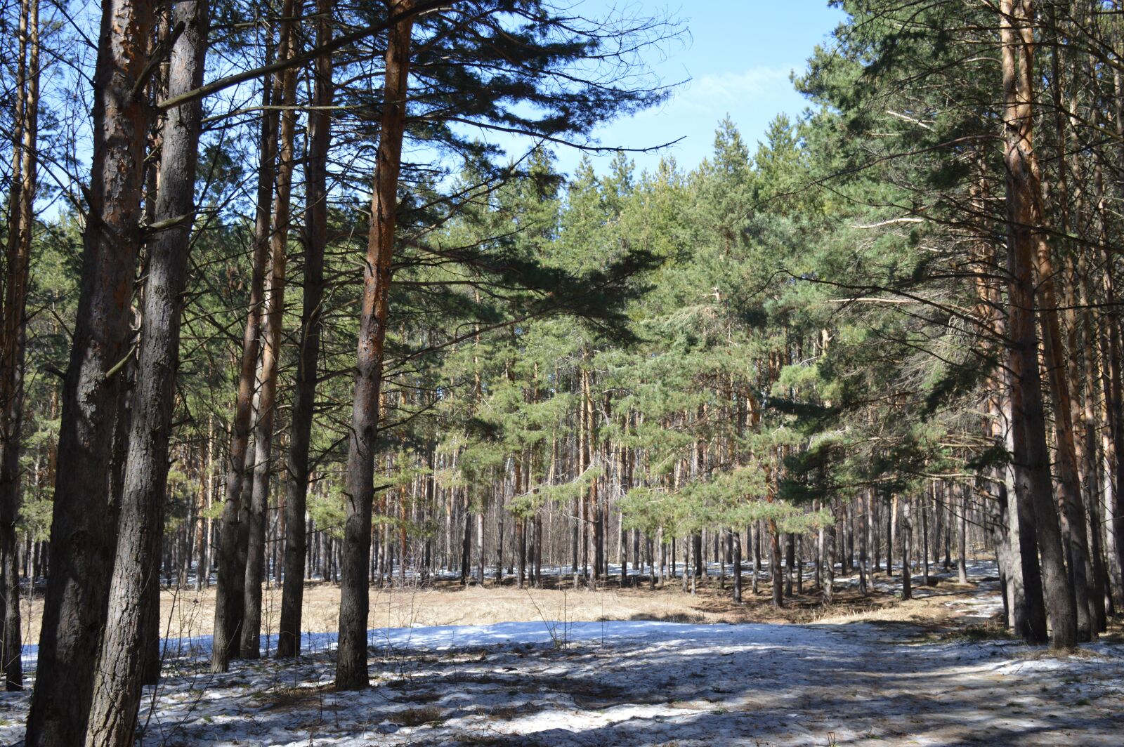Nikon D3200 sample photo. Pine, forest, spring photography
