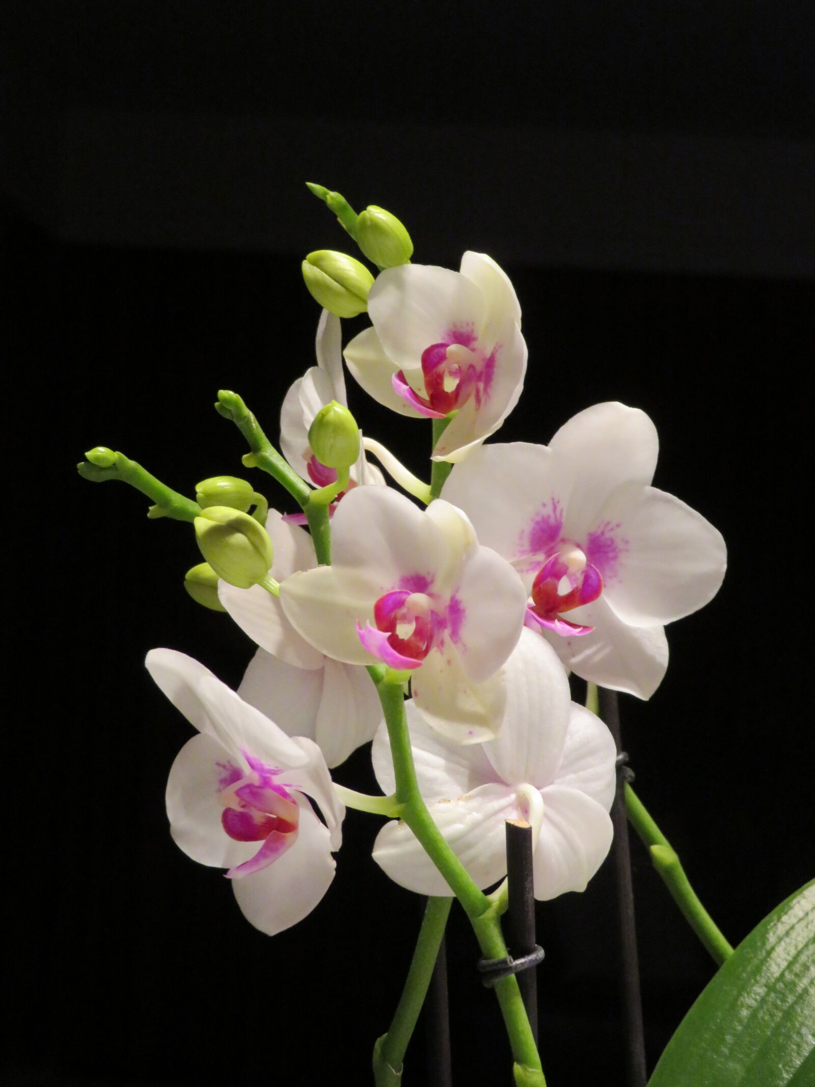 Canon PowerShot SX720 HS sample photo. Flower, orchid, white and photography