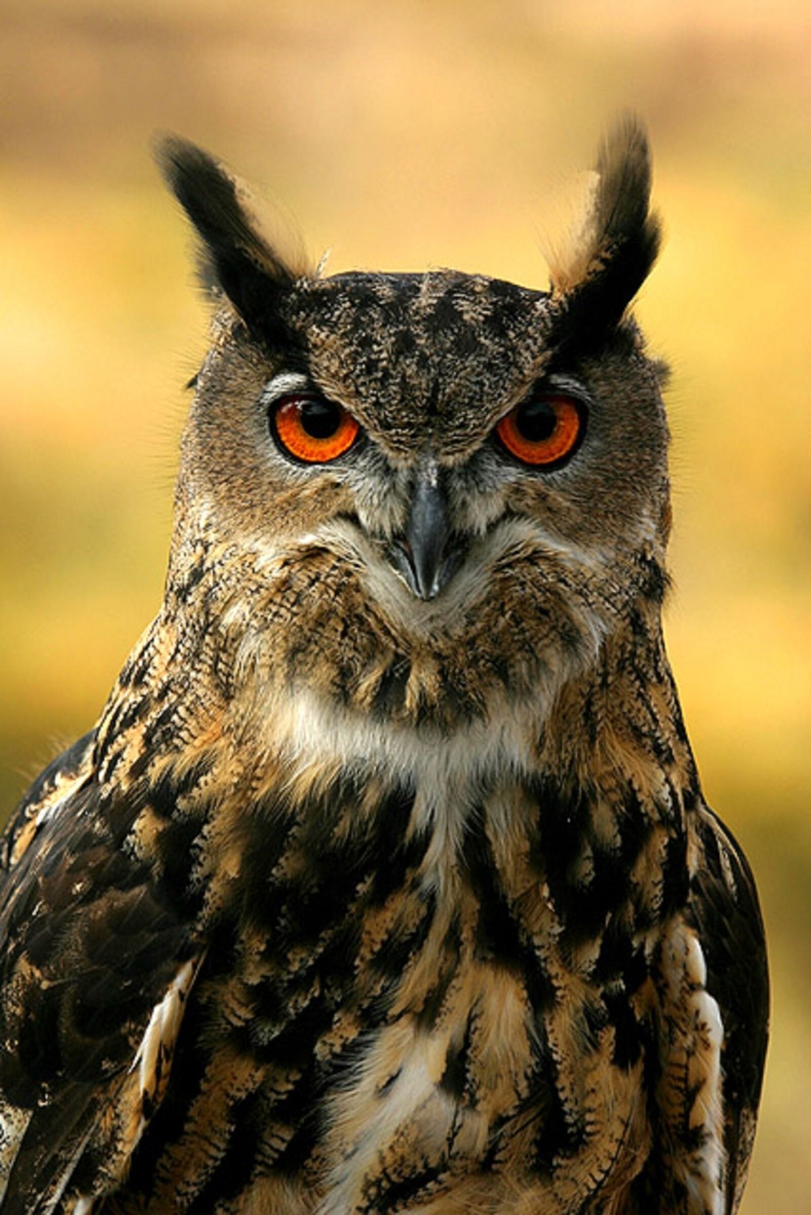 Canon EOS 300D (EOS Digital Rebel / EOS Kiss Digital) sample photo. Eurasian eagle owl, bird photography