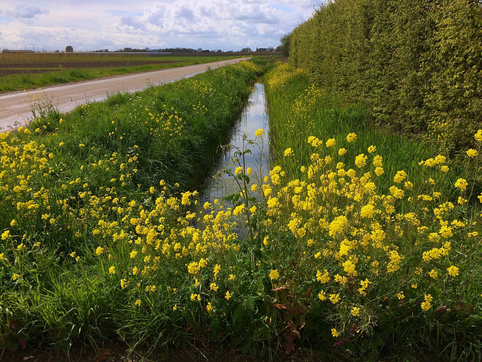 Apple iPhone 5s sample photo. Rapeseed, ditch, clouds photography