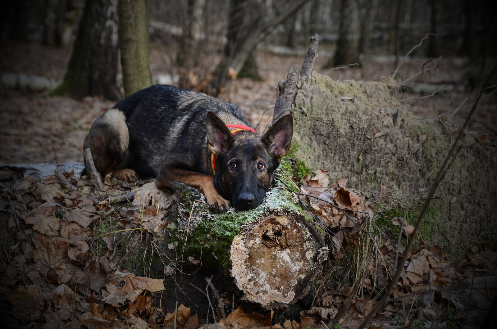 Nikon D5100 sample photo. Forest, nature, trees photography