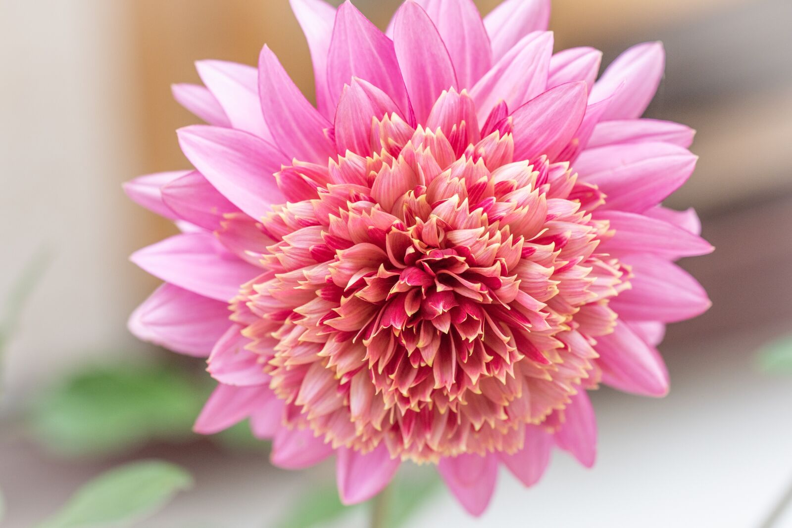 Nikon D750 sample photo. Flower, blossom, bloom photography
