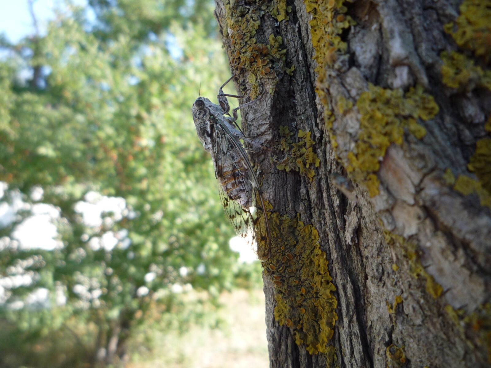 Panasonic DMC-LZ10 sample photo. Cicada, insects, tree photography