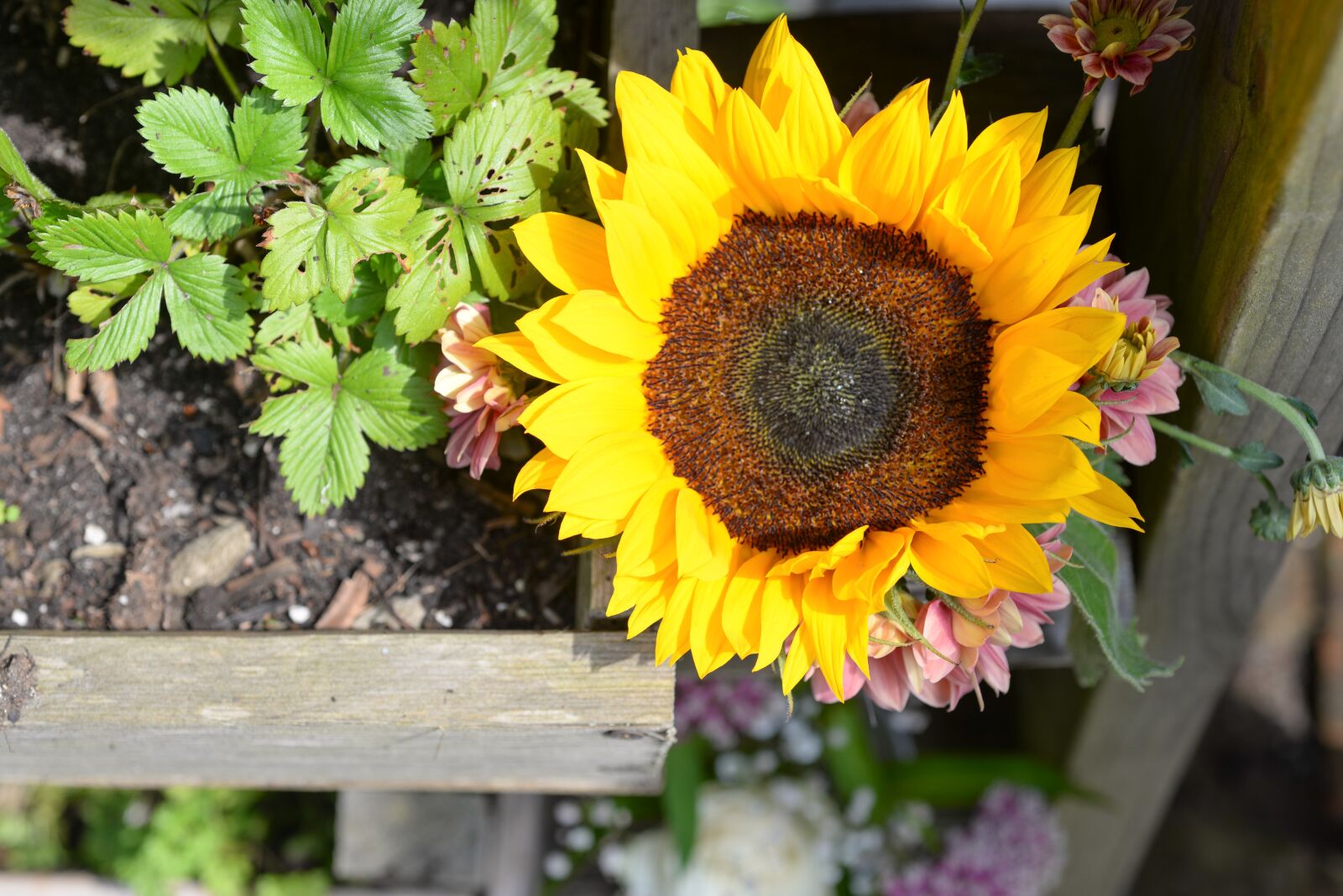 Nikon D610 sample photo. Flora, flower, nature photography