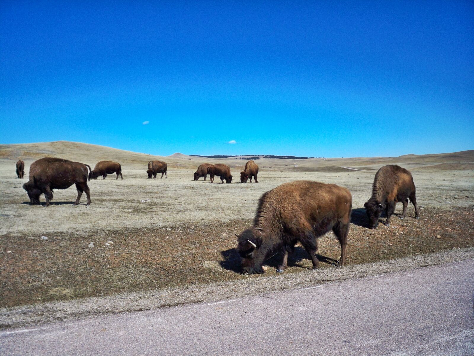 Kodak EASYSHARE M1093 IS DIGITAL CAMERA sample photo. Buffalo photography