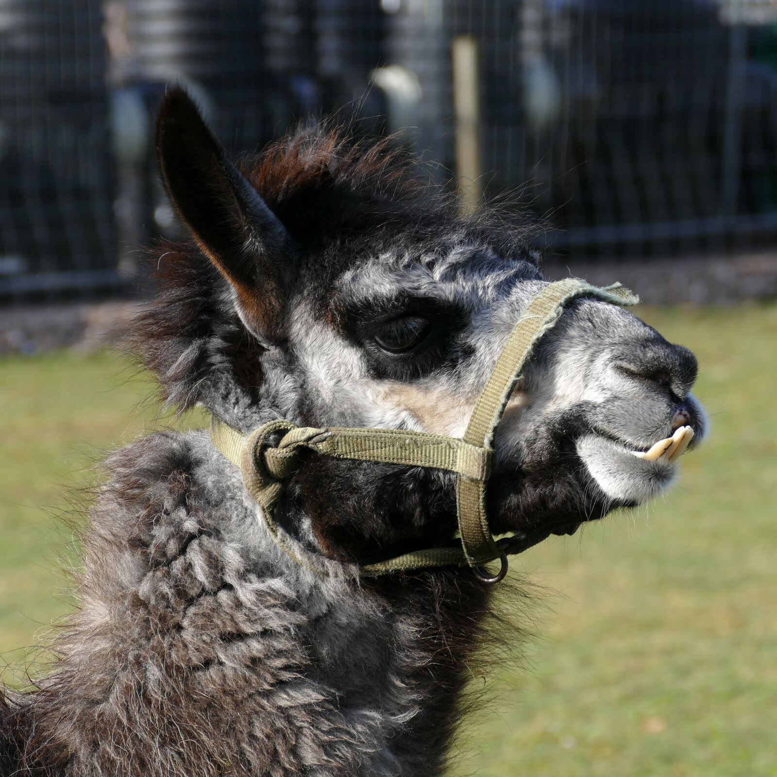 Panasonic Lumix DMC-FZ1000 sample photo. Lama, mammal, beast of photography
