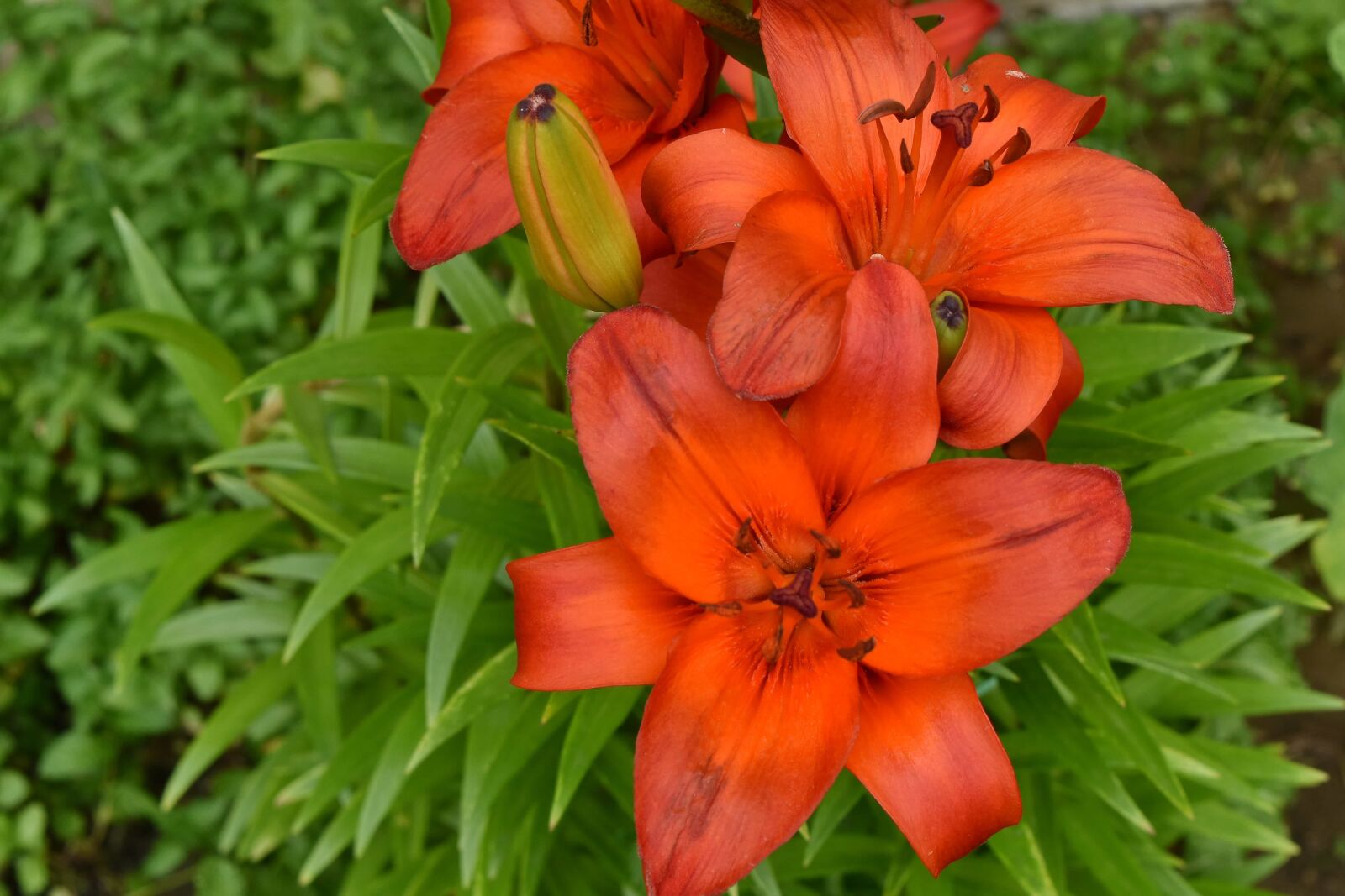 Nikon D5500 sample photo. Lily, petals, pistil, reddish photography