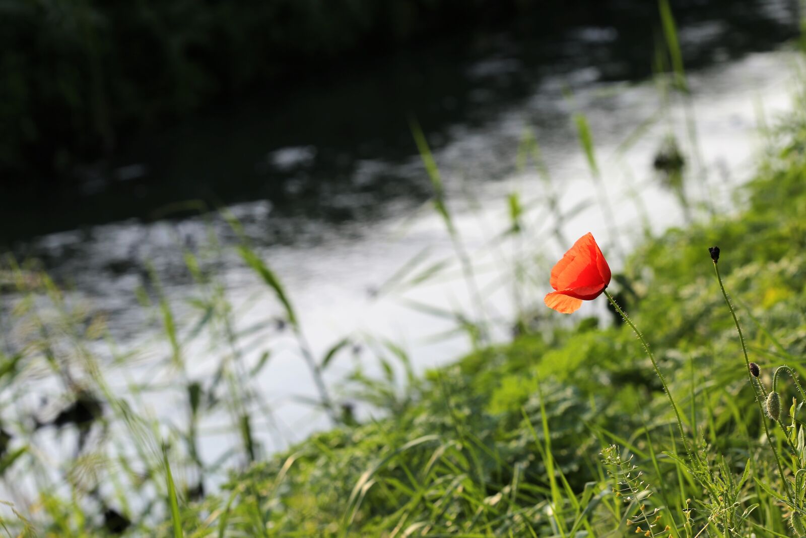 Canon EOS 6D + Canon EF 100mm F2.8 Macro USM sample photo. Red poppy near river photography