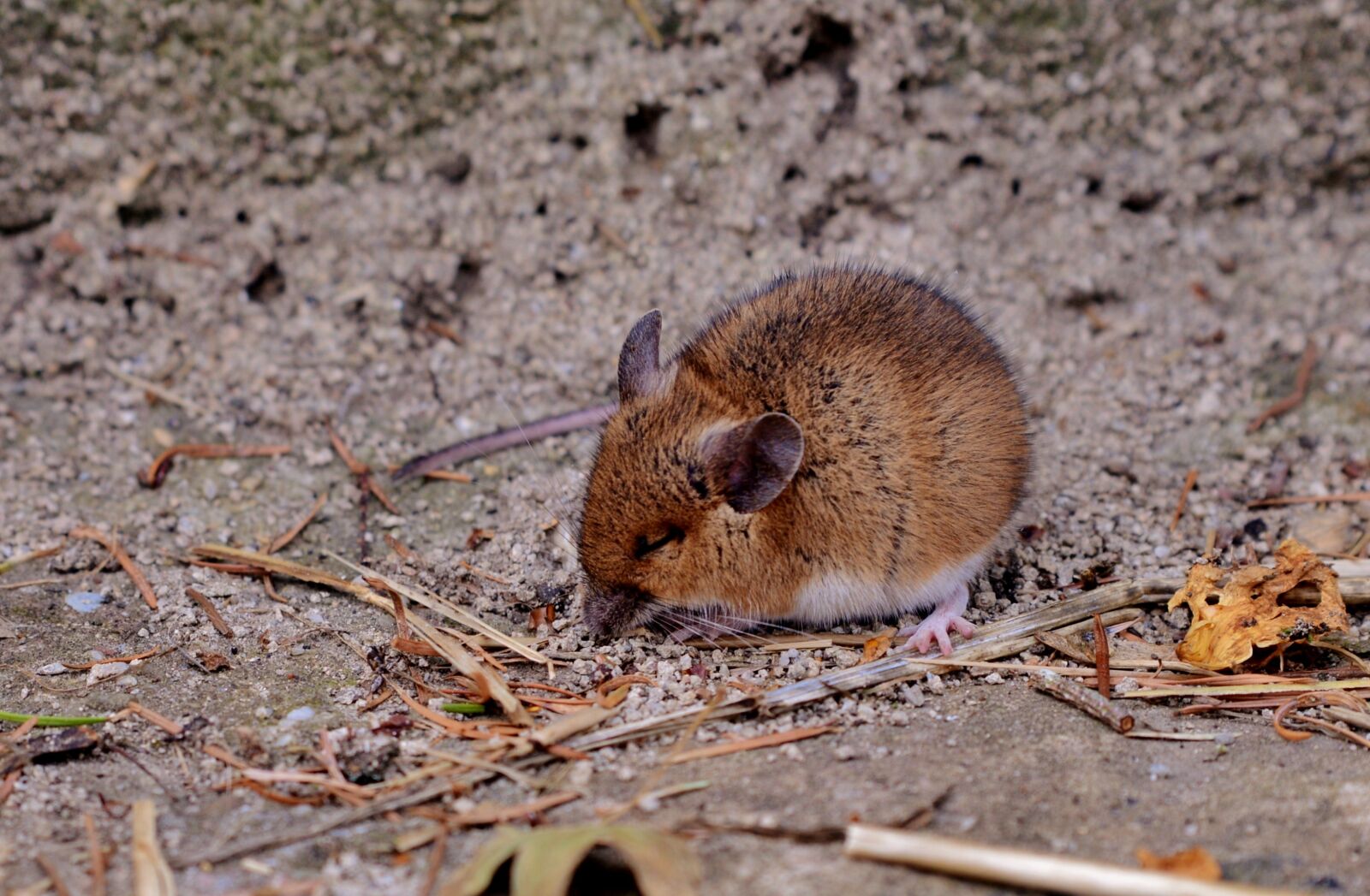 Nikon D600 sample photo. Mouse, rodent, sit photography