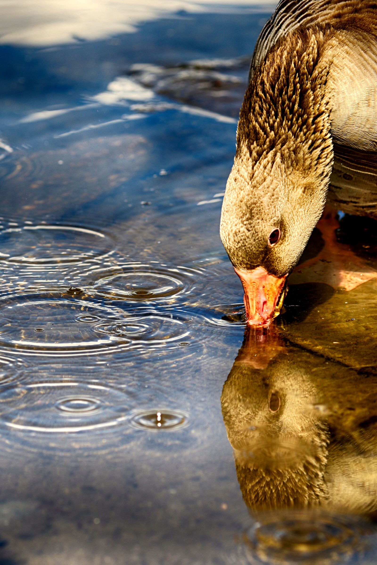 Canon EOS 7D Mark II + Canon EF 135mm F2L USM sample photo. Goose, lake, bird photography