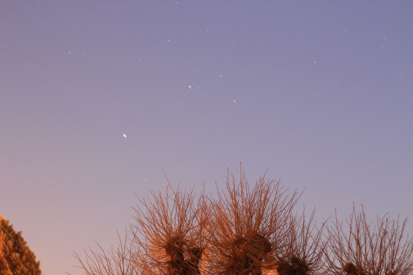 Canon EOS 700D (EOS Rebel T5i / EOS Kiss X7i) sample photo. Night, tree, forest photography
