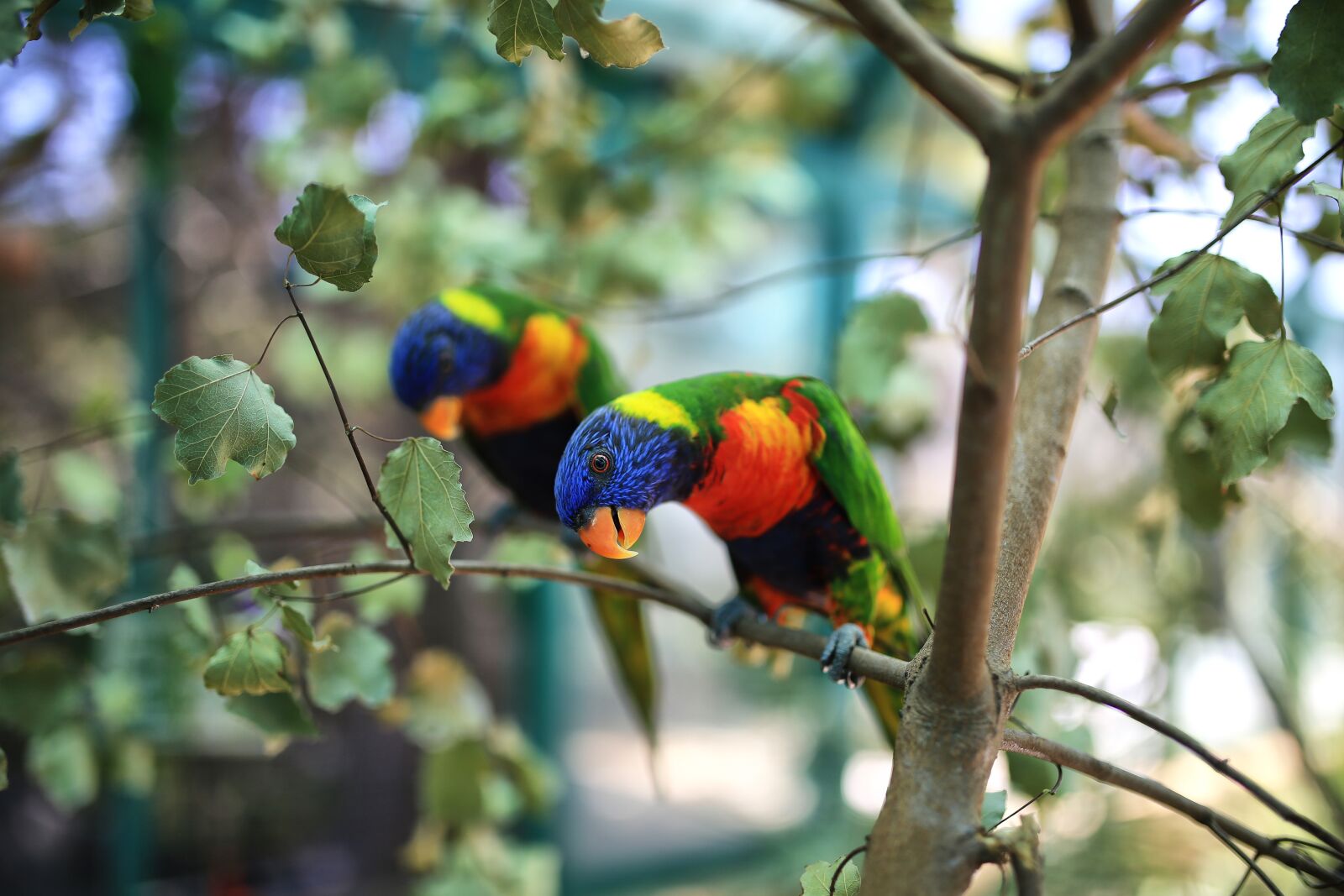 Canon EOS 6D sample photo. Parrots, animals, bird photography