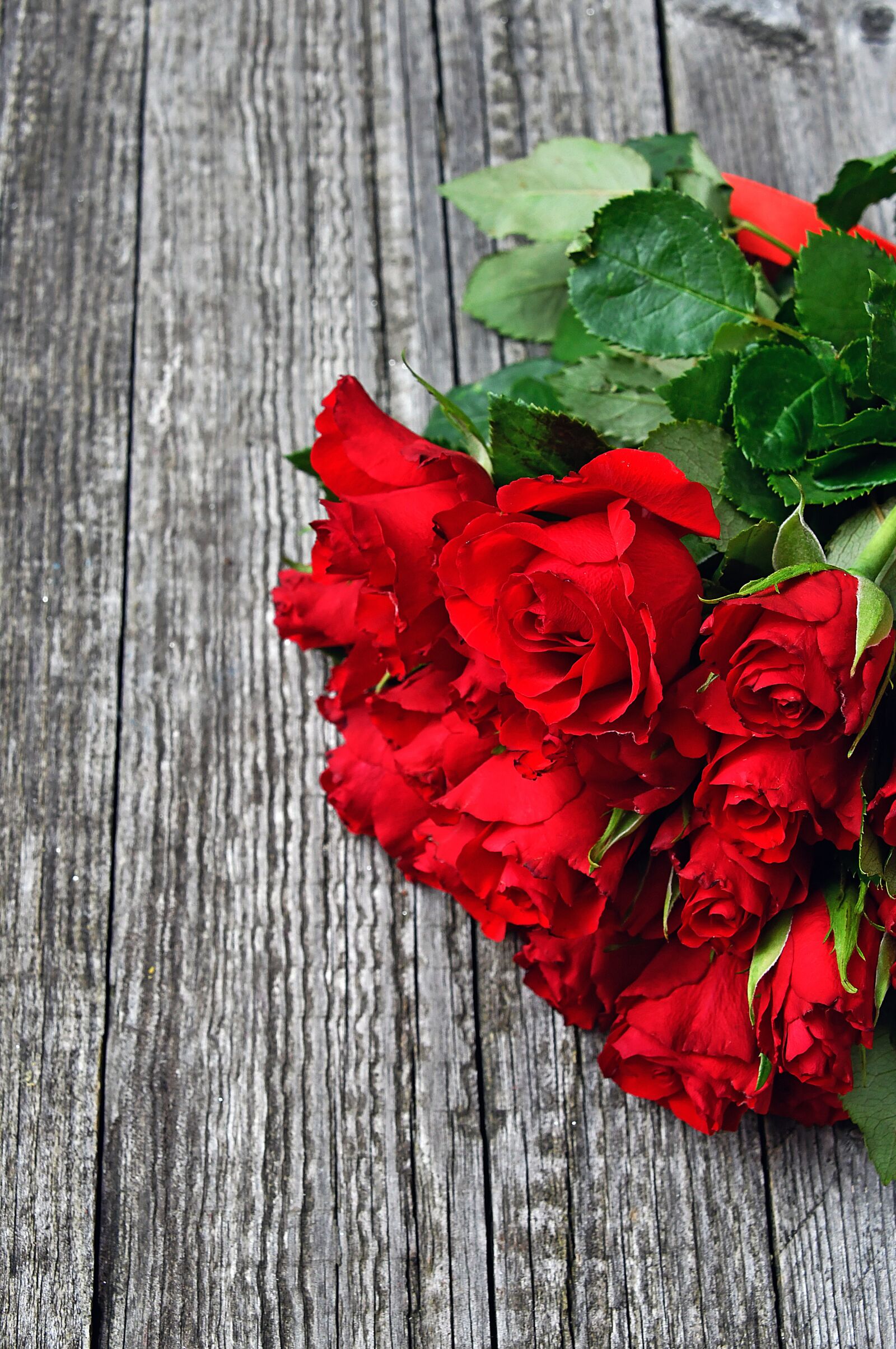 Nikon D3200 sample photo. Red, red rose, love photography