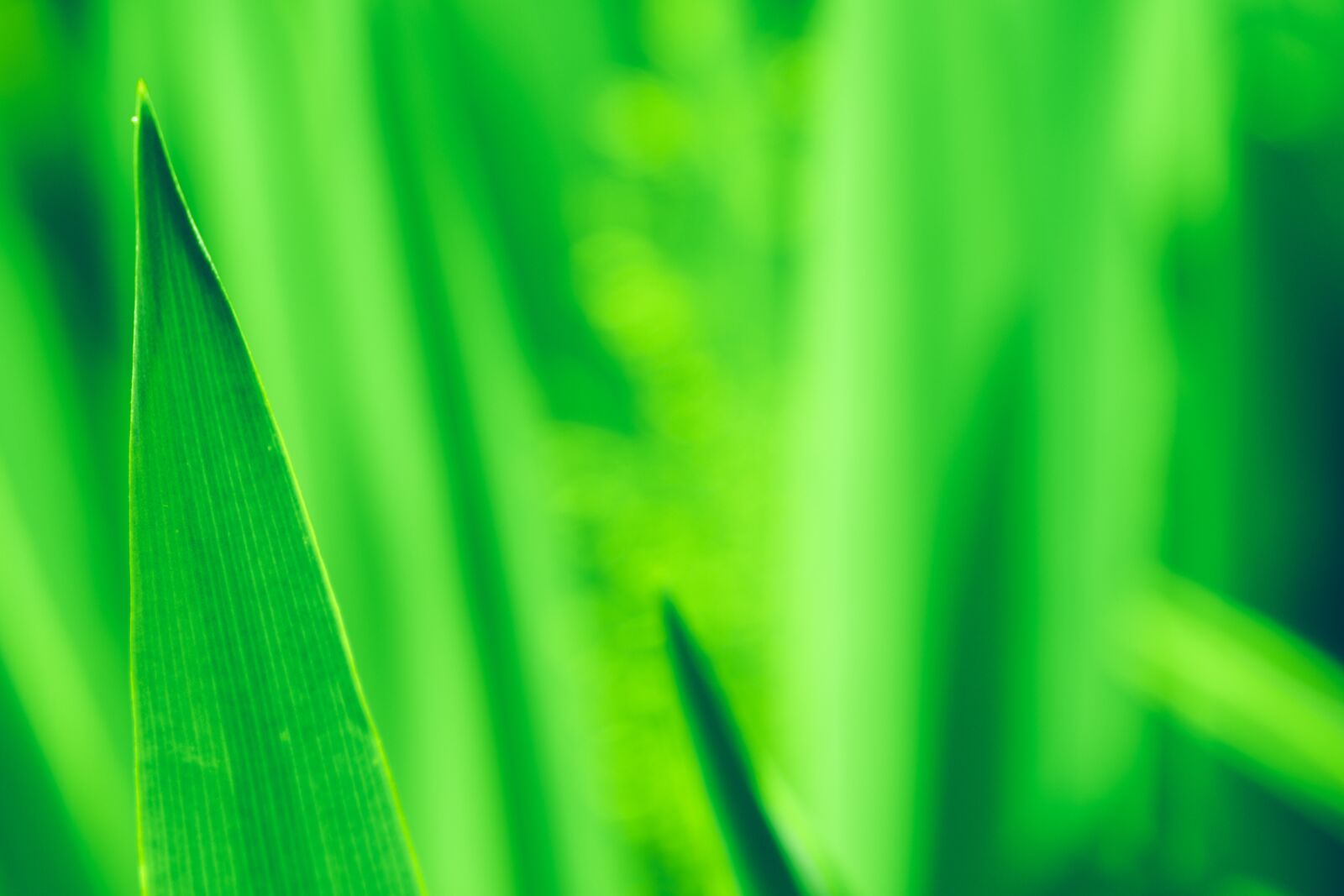 Nikon D5600 sample photo. Grass, green, texture photography