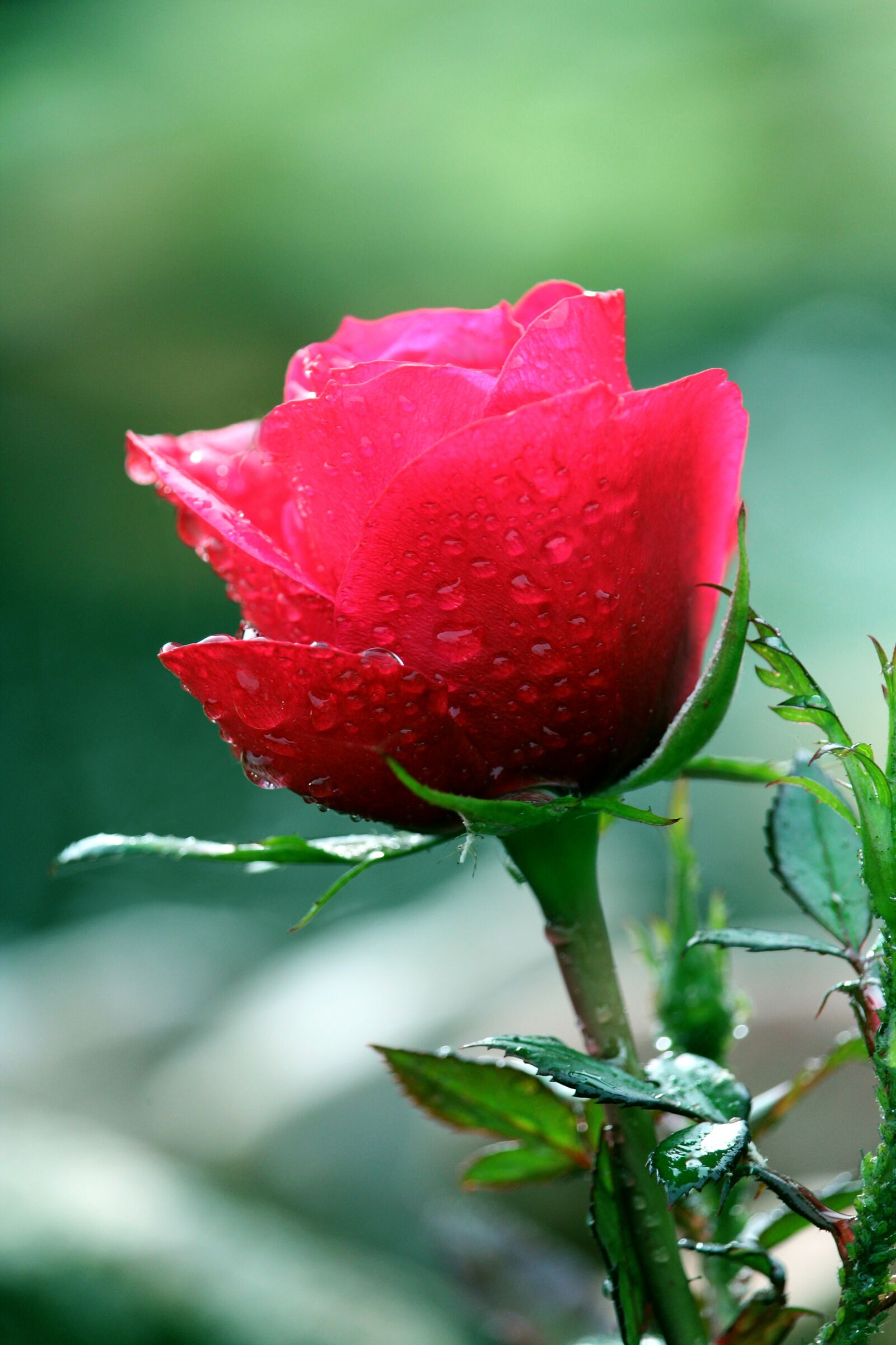 Canon EOS 1200D (EOS Rebel T5 / EOS Kiss X70 / EOS Hi) sample photo. Rose, flower, red photography
